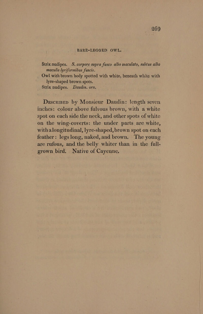 BARE-LEGGED OWL. Strix nudipes. S. corpore supra fusco albo maculato, subtus alba maculis lyriformibus fuscis. : Owl with brown body spotted with white, beneath white with lyre-shaped brown spots. Strix nudipes. Daudin, orn. Descrisep by Monsieur Daudin: length seven inches: colour above fulvous brown, with a white spot on each side the neck, and other spots of white on the wing-coverts: the under parts are white, with alongitudinal, lyre-shaped, brown spot on each feather: legs long, naked, and brown. The young are rufous, and the belly whiter than in the full- grown bird. Native of Cayenne.