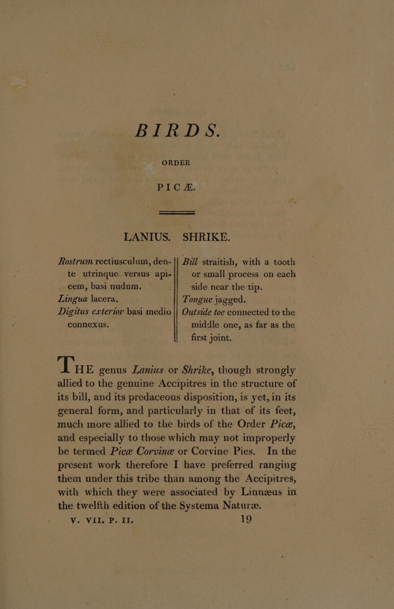 BIRDS. ORDER PIC. LANIUS. SHRIKE. Rostrum rectiusculum, den- {| Bil straitish, with a tooth te utrinque. versus api- or small process on each cem, basi nudum. side near the tip. Lingua lacera, Tongue jagged. Digitus exterior basi medio || Outside toe connected to the connexus. middle one, as far as the first joint. Tue genus Lanius or Shrike, though strongly allied to the genuine Accipitres in the structure of its bill, and its predaceous disposition, is yet, in its general form, and particularly in that of its feet, much more allied to the birds of the Order Picea, and especially to those which may not improperly be termed Pice Corvine or Corvine Pies. In the present work therefore I have preferred ranging them under this tribe than among the Accipitres, with which they were associated by Linnzeus in the twelfth edition of the Systema Nature. Vv. VII. P. I. 19