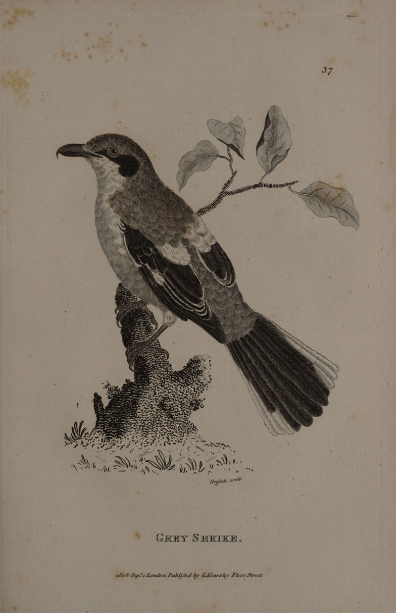 : WAS od a&gt; ors wee a &lt; _ ANN ’ - . Se ” yes \y 57 &gt; ree ’ i . 7 a ee N\; IN F. wy a sy; ‘ by . . ¥ . . Griffith sculp * GREY SHRIKE. 1808 S. pi tLondontLubli/{ha by Glicarslev Fleet Street