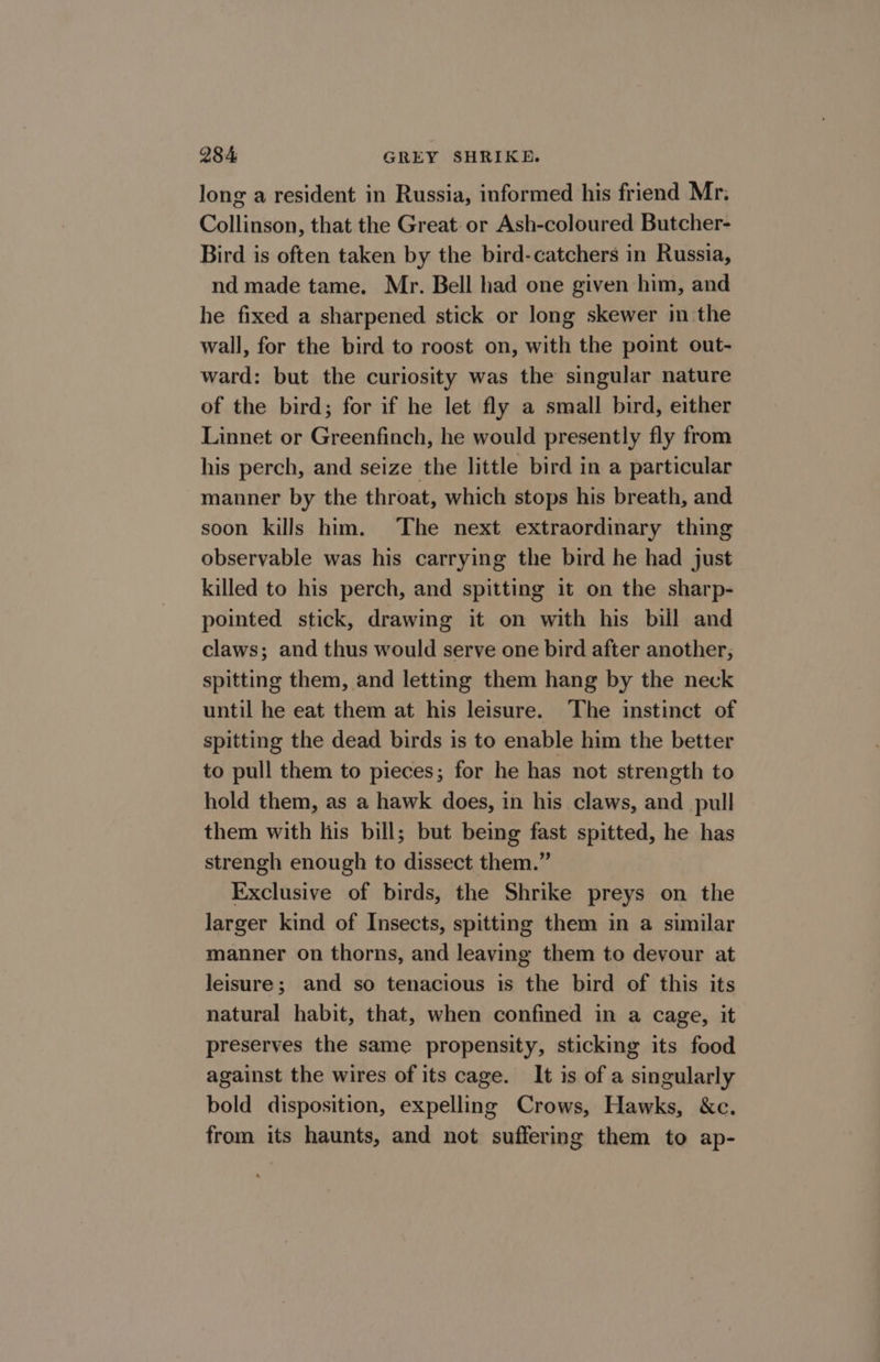 long a resident in Russia, informed his friend Mr. Collinson, that the Great-or Ash-coloured Butcher- Bird is often taken by the bird-catchers in Russia, nd made tame. Mr. Bell had one given him, and he fixed a sharpened stick or long skewer in the wall, for the bird to roost on, with the point out- ward: but the curiosity was the singular nature of the bird; for if he let fly a small bird, either Linnet or Greenfinch, he would presently fly from his perch, and seize the little bird in a particular manner by the throat, which stops his breath, and soon kills him. The next extraordinary thing observable was his carrying the bird he had just killed to his perch, and spitting it on the sharp- pointed stick, drawing it on with his bill and claws; and thus would serve one bird after another, spitting them, and letting them hang by the neck until he eat them at his leisure. The instinct of spitting the dead birds is to enable him the better to pull them to pieces; for he has not strength to hold them, as a hawk does, in his claws, and _ pull them with lis bill; but being fast spitted, he has strengh enough to dissect them.” Exclusive of birds, the Shrike preys on the larger kind of Insects, spitting them in a similar manner on thorns, and leaving them to devour at leisure; and so tenacious is the bird of this its natural habit, that, when confined in a cage, it preserves the same propensity, sticking its food against the wires of its cage. It is of a singularly bold disposition, expelling Crows, Hawks, &amp;c. from its haunts, and not suffering them to ap-
