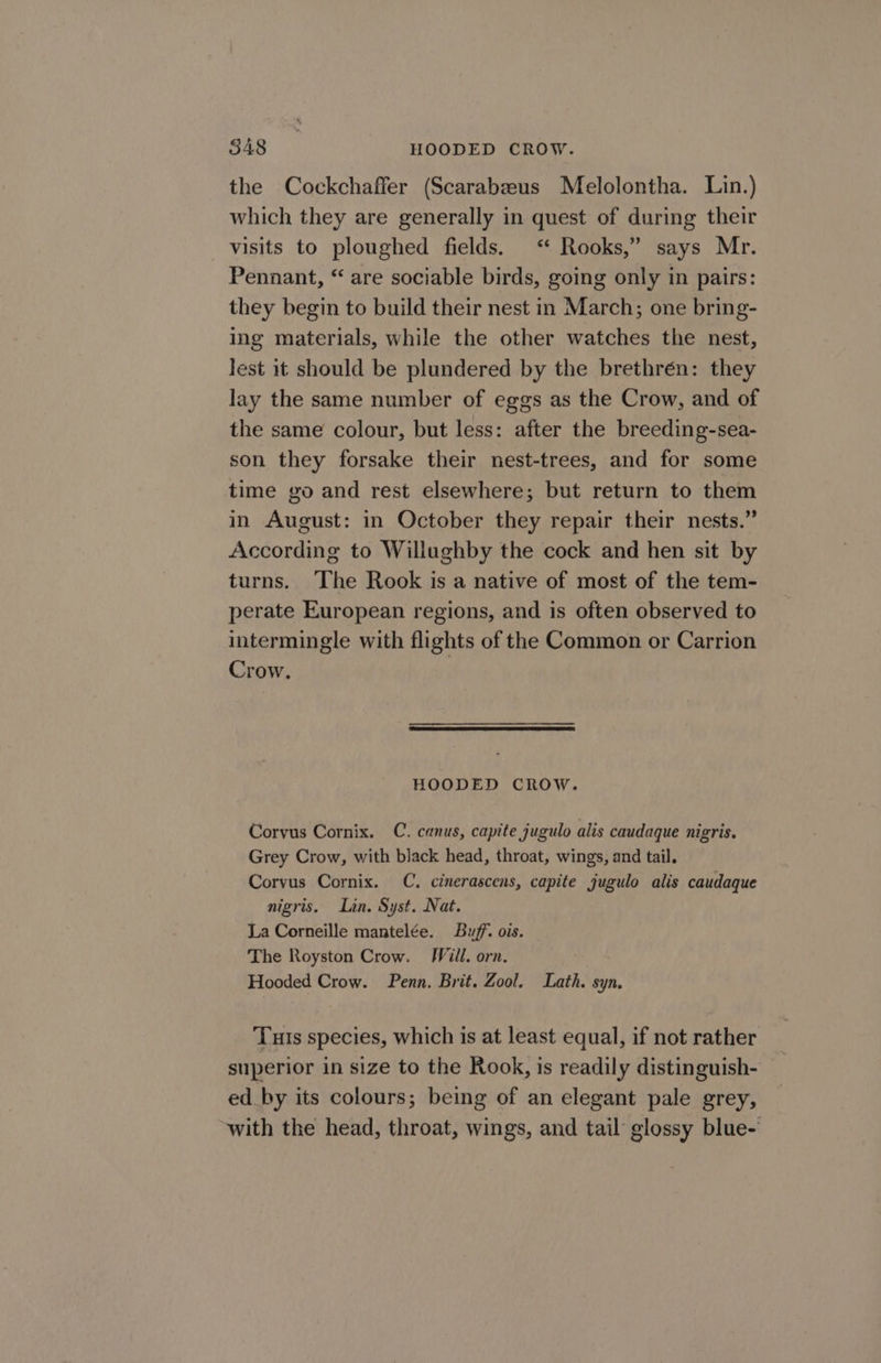 848 HOODED CROW. the Cockchaffer (Scarabeeus Melolontha. Lin.) which they are generally in quest of during their visits to ploughed fields. “ Rooks,” says Mr. Pennant, “ are sociable birds, going only in pairs: they begin to build their nest in March; one bring- ing materials, while the other watches the nest, lest it should be plundered by the brethrén: they lay the same number of eggs as the Crow, and of the same colour, but less: after the breeding-sea- son they forsake their nest-trees, and for some time go and rest elsewhere; but return to them in August: in October they repair their nests.” According to Willughby the cock and hen sit by turns. ‘The Rook is a native of most of the tem- perate European regions, and is often observed to intermingle with flights of the Common or Carrion Crow. HOODED CROW. Corvus Cornix. C. canus, capite jugulo alis caudaque nigris. Grey Crow, with black head, throat, wings, and tail. Corvus Cornix. C. cinerascens, capite jugulo alis caudaque nigris, Lin. Syst. Nat. La Corneille mantelée. Buff. ois. The Royston Crow. Will. orn. Hooded Crow. Penn. Brit. Zool. Lath. syn. Tuis species, which is at least equal, if not rather superior in size to the Rook, is readily distinguish- ed by its colours; being of an elegant pale grey, with the head, throat, wings, and tail glossy blue-