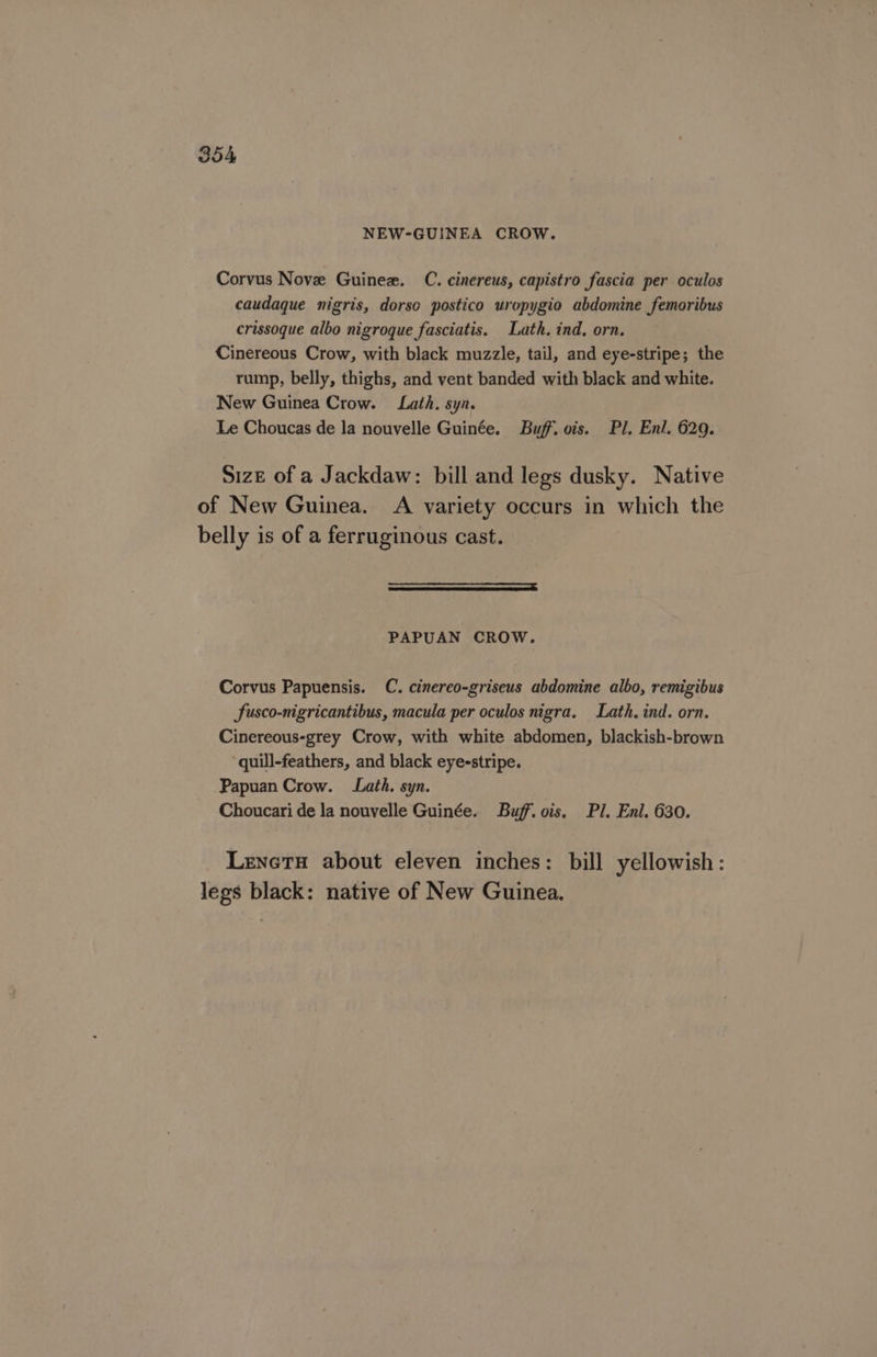 NEW-GUINEA CROW. Corvus Nove Guinee. C. cinereus, capistro fascia per oculos caudaque nigris, dorsc postico uropygio abdomine femoribus crissoque albo nigroque fasciatis. Lath. ind. orn. Cinereous Crow, with black muzzle, tail, and eye-stripe; the rump, belly, thighs, and vent banded with black and white. New Guinea Crow. Lath. syn. Le Choucas de la nouvelle Guinée. Buff. vis. Pl. Enl. 629. 51zeE of a Jackdaw: bill and legs dusky. Native of New Guinea. A variety occurs in which the belly is of a ferruginous cast. ————= PAPUAN CROW. Corvus Papuensis. C. cinereo-griseus abdomine albo, remigibus Susco-nigricantibus, macula per oculos nigra. Lath. ind. orn. Cinereous-grey Crow, with white abdomen, blackish-brown -quill-feathers, and black eyeestripe. Papuan Crow. Lath. syn. Choucari de la nouvelle Guinée. Buff. ois. Pl. Enl. 630. LenetH about eleven inches: bill yellowish: legs black: native of New Guinea.