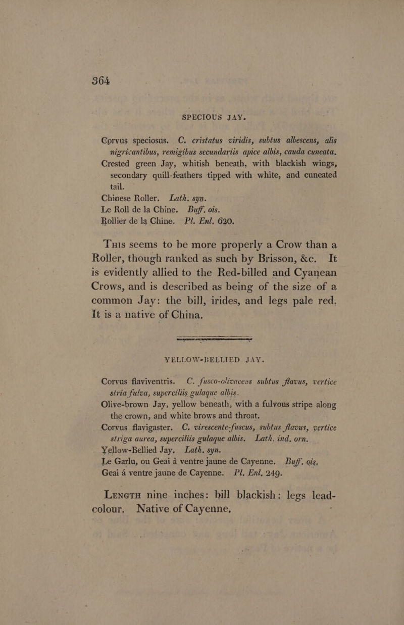 SPECIOUS JAY. Corvus speciosus. C. cristatus viridis, subtus albescens, alis nigricantibus, remigibus secundariis apice albis, cauda cuneata. Crested green Jay, whitish beneath, with blackish wings, secondary quill-feathers tipped with white, and cuneated tail, Chinese Roller. Lath. syn. Le Roll dela Chine. Buff. ois. Rollier de la Chine. Pl. Enl. 620. Tis seems to be more properly a Crow than a Roller, though ranked as such by Brisson, &amp;c. It is evidently allied to the Red-billed and Cyanean Crows, and is described as being of the size of a common Jay: the bill, irides, and legs pale red. It is a native of China. Soeeeenmeren tna YELLOW-BELLIED JAY. Corvus flaviventris. C. fusco-olivaceus subtus flacus, vertice stria fuloa, superciliis gulaque albis. Olive-brown Jay, yellow beneath, with a fulvous stripe along the crown, and white brows and throat. Corvus flavigaster. C. virescente-fuscus, subtus flavus, vertice striga aurea, superciliis gulaque albis. Lath. ind, orn. ~Yellow-Bellied Jay. Lath. syn. Le Garlu, ou Geai a ventre jaune de Cayenne. Buff. ais, Geai 4 ventre jaune de Cayenne. Pl, Enl, 249. pee Lrneru nine inches: bill blackish: legs lead- colour. Native of Cayenne, ;