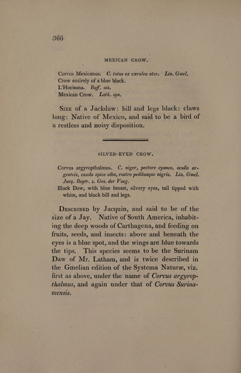 MEXICAN CROW. Corvus Mexicanus. C. totus ex ceruleo ater. Lin. Gmel, Crow entirely of a blue black. L’Hocisana. Buff. ois. Mexican Crow. Lath. syn. Size of a Jackdaw: bill aud legs black: claws long: Native of Mexico, and said to be a bird of a restless and noisy disposition. SILVER-EYED CROW. Corvus argyropthalmus. C. niger, pectore cyaneo, oculis ar- genteis, cauda apice alba, rostro pedibusque nigris. Lin. Gmel. Jacq. Beytr. z. Ges. der Voeg. Black Daw, with blue breast, silvery eyes, tail tipped with white, and black bill and legs. Descrisep by Jacquin, and said to be of the size of a Jay. Native of South America, inhabit- ing the deep woods of Carthagena, and feeding on fruits, seeds, and insects: above and beneath the eyes is a blue spot, and the wings are blue towards the tips. This species seems to be the Surinam Daw of Mr. Latham, and is twice described in the Gmelian edition of the Systema Nature, viz. first as above, under the name of Corvus argyrop- thalmus, and again under that of Corvus Surina- MENSIS.