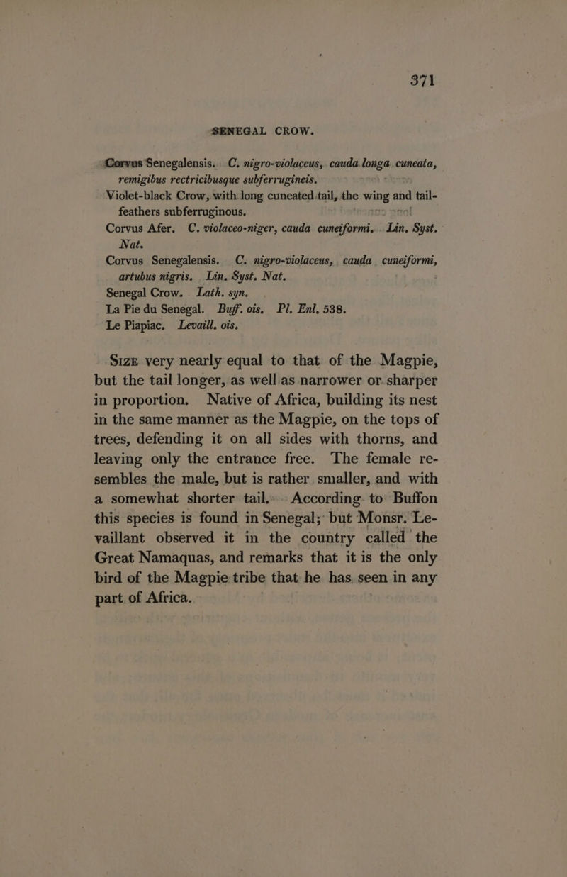 SENEGAL CROW. Corvus Senegalensis.. C. nigro-violaceus, cauda. sigs sea remigibus rectricibusque subferrugineis. Violet-black Crow, with long cuneated tail, abe wae = aid tail- feathers subferruginous. Corvus Afer. C. violaceo-niger, cauda cuneiformi. Lin. £ Gpat: Nat. Corvus Senegalensis. C. nigro-violaceus, cauda_ cuneiformi, artubus nigris, Lin. Syst. Nat. Senegal Crow. Lath. syn. La Pie du Senegal. Buff. ois. Pl. Enl, 538. Le Piapiac. Levaill, ois. Size very nearly equal to that of the Magpie, but the tail longer, as well. as narrower or. sharper in proportion. Native of Africa, building its nest in the same manner as the Magpie, on the tops of trees, defending it on all sides with thorns, and leaving only the entrance free. The female re- sembles the male, but is rather smaller, and with a somewhat shorter tail.» According. to Buffon this species is found in Senegal; but Monsr. Le- vaillant observed it in the country called the Great Namaquas, and remarks that it is the only bird of the Magpie tribe that he has. seen in any part. of Africa.