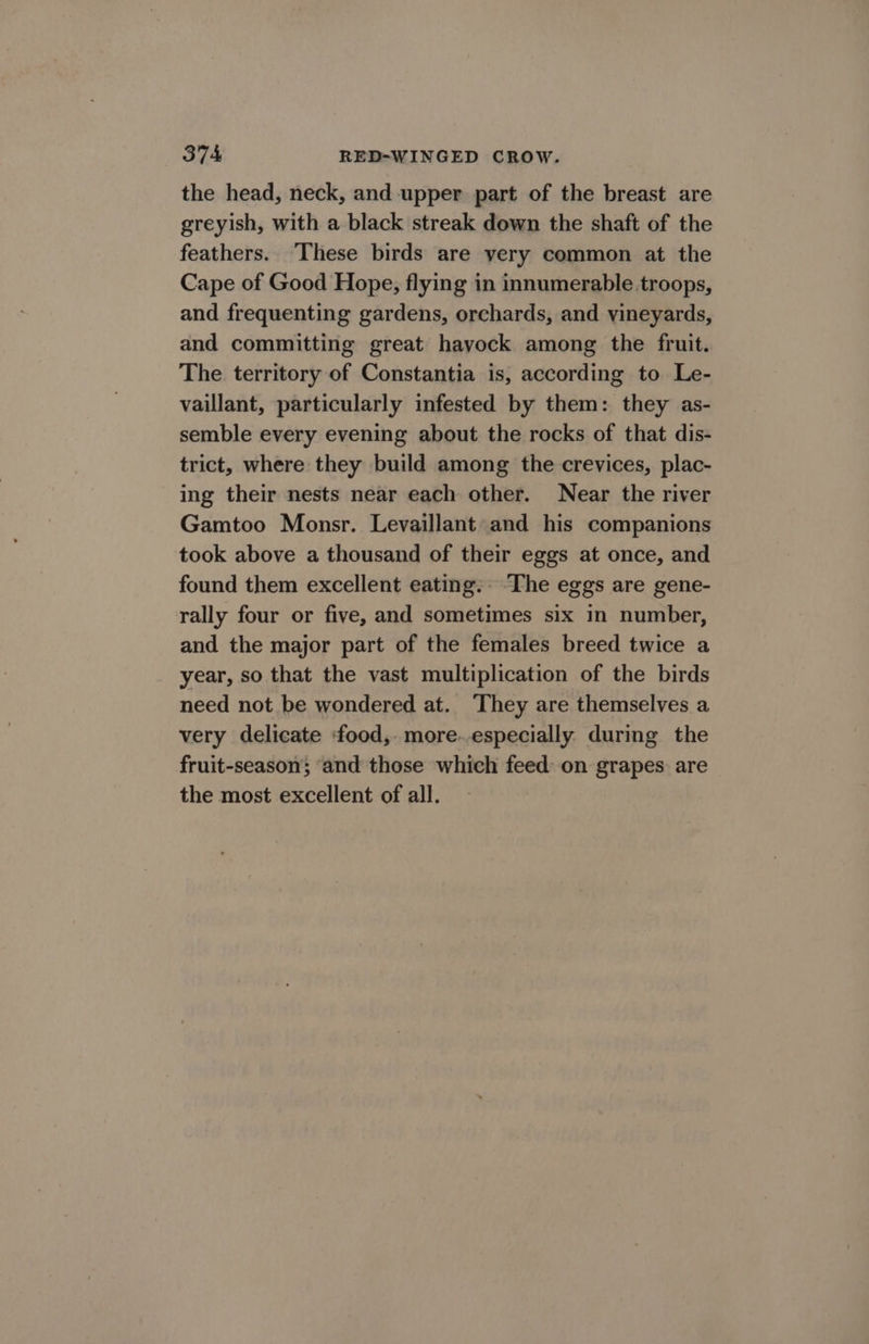 3°74 RED-WINGED CROW. the head, neck, and upper part of the breast are greyish, with a black streak down the shaft of the feathers. These birds are very common at the Cape of Good Hope, flying in innumerable troops, and frequenting gardens, orchards, and vineyards, and committing great havock among the fruit. The territory of Constantia is, according to Le- vaillant, particularly infested by them: they as- semble every evening about the rocks of that dis- trict, where they build among the crevices, plac- ing their nests near each other. Near the river Gamtoo Monsr. Levaillant and his companions took above a thousand of their eggs at once, and found them excellent eating: The eggs are gene- rally four or five, and sometimes six in number, and the major part of the females breed twice a year, so that the vast multiplication of the birds need not be wondered at. ‘They are themselves a very delicate food, more.especially during the fruit-season; ‘and those which feed on grapes. are the most excellent of all.