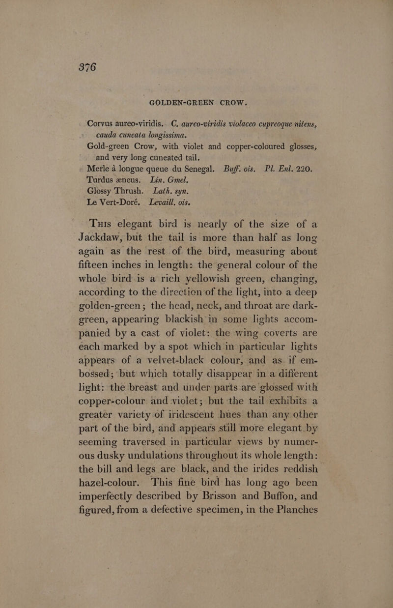 GOLDEN-GREEN CROW. Corvus aureo-viridis.. C, aureo-viridis violaceo cupreoque nitens, cauda cuneata longissima. . Gold-green Crow, with violet and copper-coloured glosses, and very long cuneated tail. Merle a longue queue du Senegal. Buff. ois. Pl. Enl. 220. Turdus zneus. Lin. Gmel, Glossy Thrush. Lath. syn. Le Vert-Doré. Levaill. ois. Tuts elegant bird is nearly of the size of a Jackdaw, but the tail is more than half as long again as the rest of the bird, measuring about fifteen inches in length: the general colour of the whole bird is a rich yellowish green, changing, according to the directien of the light, into a deep golden-green; the head, neck, and throat are dark- green, appearing blackish in some lights accom- panied by a cast of violet: the wing coverts are each marked by a spot which in particular lights appears of a velvet-black colour, and as if em- bossed; but which totally disappear in a different light: the breast and under parts are glossed with copper-colour and violet; but ‘the tail exhibits a greater variety of iridescent hues than any other part of the bird, and appears still more elegant. by seeming traversed in particular views by numer- ous dusky undulations throughout its whole length: the bill and legs are black, and the irides reddish hazel-colour. This fine bird has long ago been imperfectly described by Brisson and Buffon, and figured, from a defective specimen, in the Planches