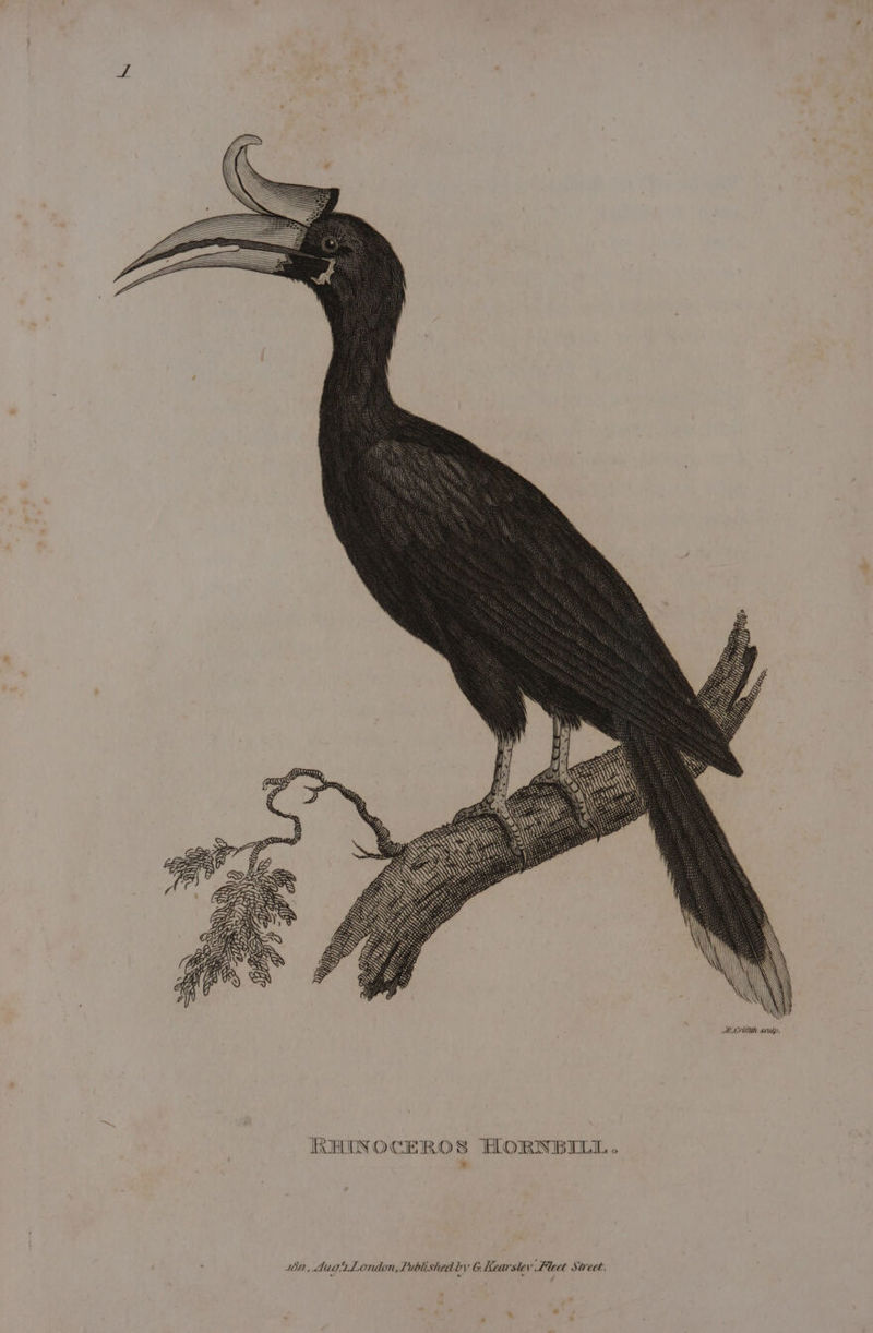 AM Crifith sculp. RHINOCEROS HORNBILL. tin, Aug.2Lonion, Published by 6. Kearslev Fleet Street.
