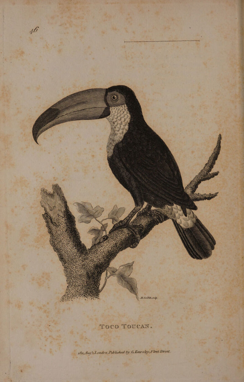 ENG ree ~_ ‘de 2 j i, P US “ 7: : ppyraeens 3 MO Se \ AM. Gritith eoudp. i , | Toco TOUCAN. 18u,Any.4L ondon, Published by Gkearsley,f leet Street. os