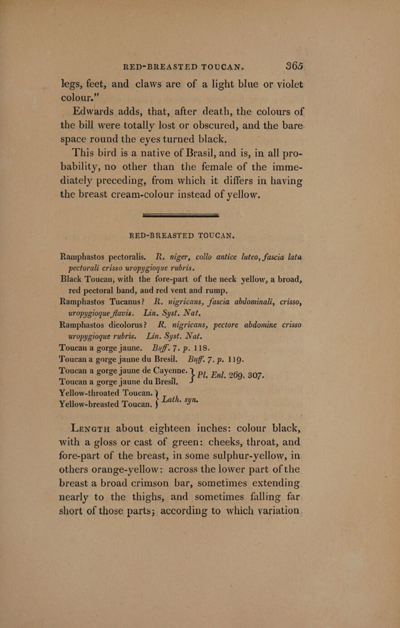 legs, feet, and claws are of a light blue or violet colour.” Edwards adds, that, after death, the colours of the bill were totally lost or obscured, and the bare space round the eyes turned black. This bird is a native of Brasil, and is, in all pro- bability, no other than the female of the imme- diately preceding, from which it differs in having the breast cream-colour instead of yellow. Sea es SS, RED-BREASTED TOUCAN. Ramphastos pectoralis. R. niger, collo antice luteo, fascia lata pectorali crisso uropygioque rubris. Black Toucan, with the fore-part of the neck yellow, a broad, red pectoral band, and red vent and rump. Ramphastos Tucanus? RR. nigricans, fascia abdominali, crisso, uropygioque fiavis. Lin, Syst. Nat, Ramphastos dicolorus? R. nigricans, pectere abdomine crisso uropygioque rubris. Lin. Syst. Nat. Toucan a gorge jaune. Buff. 7. p. 118. Toucan a gorge jaune du Bresil. Buff. 7. p. 119. Toucan a gorge Jaune de Cayenne: } Pl. Enl, 269. 307. Toucan a gorge jaune du Bresil. Yellow-throated Toucan. ) Lath Yellow-breasted Toucan. J} ng go ee Lenetu about eighteen inches: colour black, with a gloss or cast of green: cheeks, throat, and fore-part of the breast, in some sulphur-yellow, in others orange-yellow: across the lower part of the breast a broad crimson bar, sometimes extending nearly to the thighs, and sometimes falling far short of those parts; according to which variation