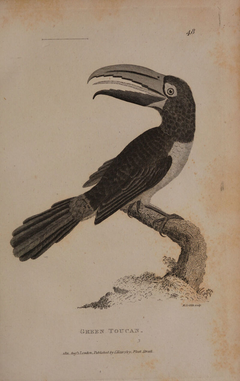 MB 5 een: Dekh = a pT a = ¥ Es ‘oe GREEN TOUCAN. 182, Aug.2.London Lublished by Ghearsley, Fleet. Ssorect.
