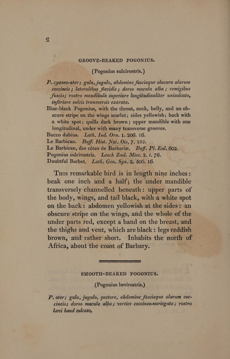 (Pogonius sulcirostris. ) P. cyaneo-ater ; gula, jugulo, abdomine fasciaque obscura alarum coccineis ; lateralibus flavidis ; dorso macula alba ; remigibus JSuscis; rostro mandibula superiore longitudinaliter unisulcato, infertore sulcis transversis exarata. Blue-black Pogonius, with the throat, neck, belly, and an ob- scure stripe on the wings scarlet ; sides yellowish; back with a white spot; quills dark brown; upper mandible with one longitudinal, under with many transverse grooves. Bucco dubius. Lath. Ind. Orn. 1. 206. 16. Le Barbican. Buff: Hist. Nat. Os, 75432. Le Barbican, des cétes de Barbaria. Buff. Pl. Enl. 602. Pogonius sulcirostris. Leach Zool. Misc. 2. t. 76. Doubtful Barbet, Lath, Gen. Syn, 2. 506. 16. Tuts remarkable bird is in length nine inches: beak one inch and a half; the under mandible transversely channelled beneath: upper parts of the body, wings, and tail black, with a white spot on the back: abdomen yellowish at the sides: an obscure stripe on the wings, and the whole of the under parts red, except a band on the breast, and the thighs and vent, which are black : legs reddish brown, and’rather short. Inhabits the north ot Africa, about the coast of Barbary. SMOOTH*BEAKED POGONIUS. (Pogonius leevirostris.) P. ater; gula, jugulo, pectore, abdomine fasciaque alarum coc- cineis; dorso macula alba; vertice coccineo-variegato ; rostro levi haud sulcato,