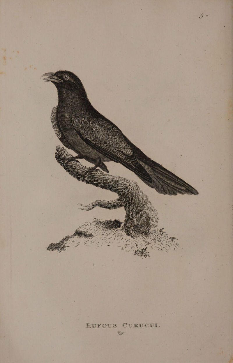 RUFOUS Qs
