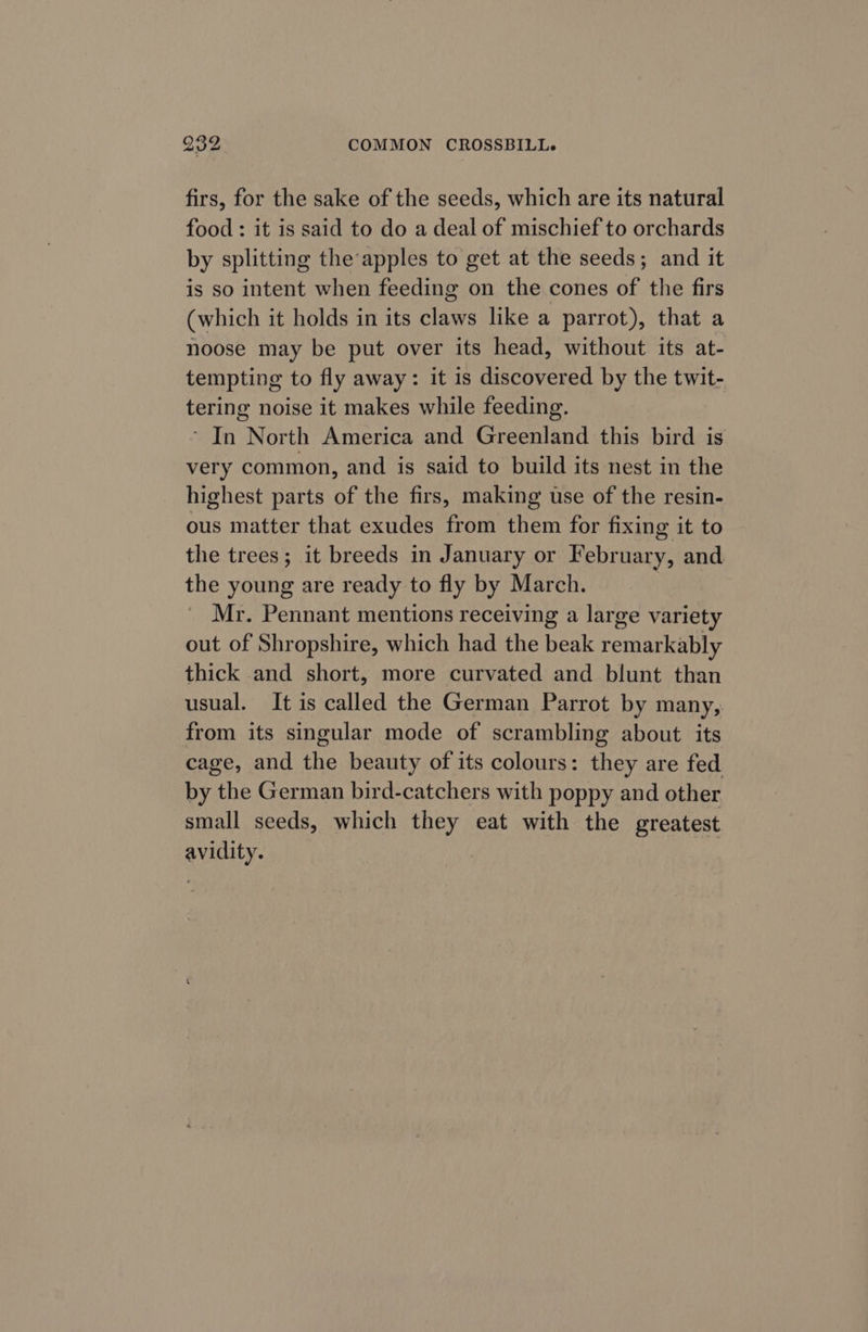 firs, for the sake of the seeds, which are its natural food : it is said to do a deal of mischief to orchards by splitting theapples to get at the seeds; and it is so intent when feeding on the cones of the firs (which it holds in its claws like a parrot), that a noose may be put over its head, without its at- tempting to fly away: it is discovered by the twit- tering noise it makes while feeding. * In North America and Greenland this bird is very common, and is said to build its nest in the highest parts of the firs, making use of the resin- ous matter that exudes from them for fixing it to the trees ; it breeds in January or February, and the young are ready to fly by March. Mr. Pennant mentions receiving a large variety out of Shropshire, which had the beak remarkably thick and short, more curvated and blunt than usual. It is called the German Parrot by many, from its singular mode of scrambling about its cage, and the beauty of its colours: they are fed by the German bird-catchers with poppy and other small seeds, which they eat with the greatest avidity.