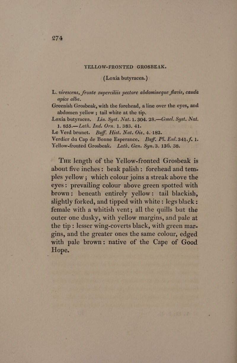 QT 4 YELLOW-FRONTED GROSBEAK. (Loxia butyracea.) L. virescens, fronte supercilits pectore abdomineque flavis, cauda apice alba, Greenish Grosbeak, with the forehead, a line over the eyes, and abdomen yellow ; tail white at the tip. Loxia butyracea, Lin. Syst. Nat. 1.304. 28.—Gimel. Syst. Nat. 1. 855.— Lath. Ind. Orn. 1. 383. 41. Le Verd brunet. Buff. Hist. Nat. Ois, 4.-182. Verdier du Cap de Bonne Esperance. Buff. Pl. Enl.341.f. 1. Yellow-fronted Grosbeak. Lath, Gen. Syn. 3. 136. 38. Tue length of the Yellow-fronted Grosbeak is about five inches: beak palish: forehead and tem- ples yellow; which colour joins a streak above the eyes: prevailing colour above green spotted with brown: beneath entirely yellow: tail blackish, slightly forked, and tipped with white : legs black : female with a whitish vent; all the quills but the outer one dusky, with yellow margins, and pale at the tip : lesser wing-coverts black, with green mar- gins, and the greater ones the same colour, edged with pale brown: native of the Cape of Good Hope.