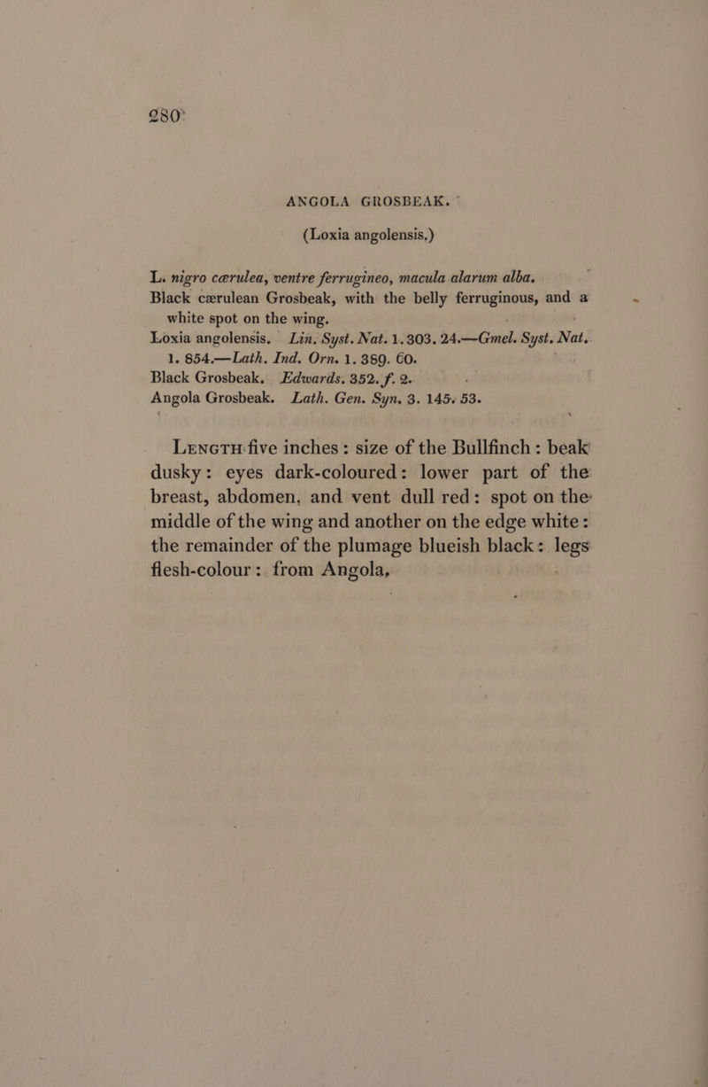 280° ANGOLA GROSBEAK. © (Loxia angolensis, ) L. nigro cerulea, ventre ferrugineo, macula alarum alba. Black cerulean Grosbeak, with the belly ferruginous, and a white spot on the wing. Loxia angolensis. Lin. Syst. Nat. 1.303. 24. iCioneds Syst. Nat. 1. 854.—Lath. Ind. Orn. 1. 389. 60. Black Grosbeak. Edwards. 352. f. 2. ; Angola Grosbeak. Lath. Gen. Syn. 3. 145. 53. Lenetu five inches: size of the Bullfinch : beak dusky: eyes dark-coloured: lower part of the breast, abdomen, and vent dull red: spot on the middle of the wing and another on the edge white : the remainder of the plumage blueish black: legs flesh-colour: from Angola, :