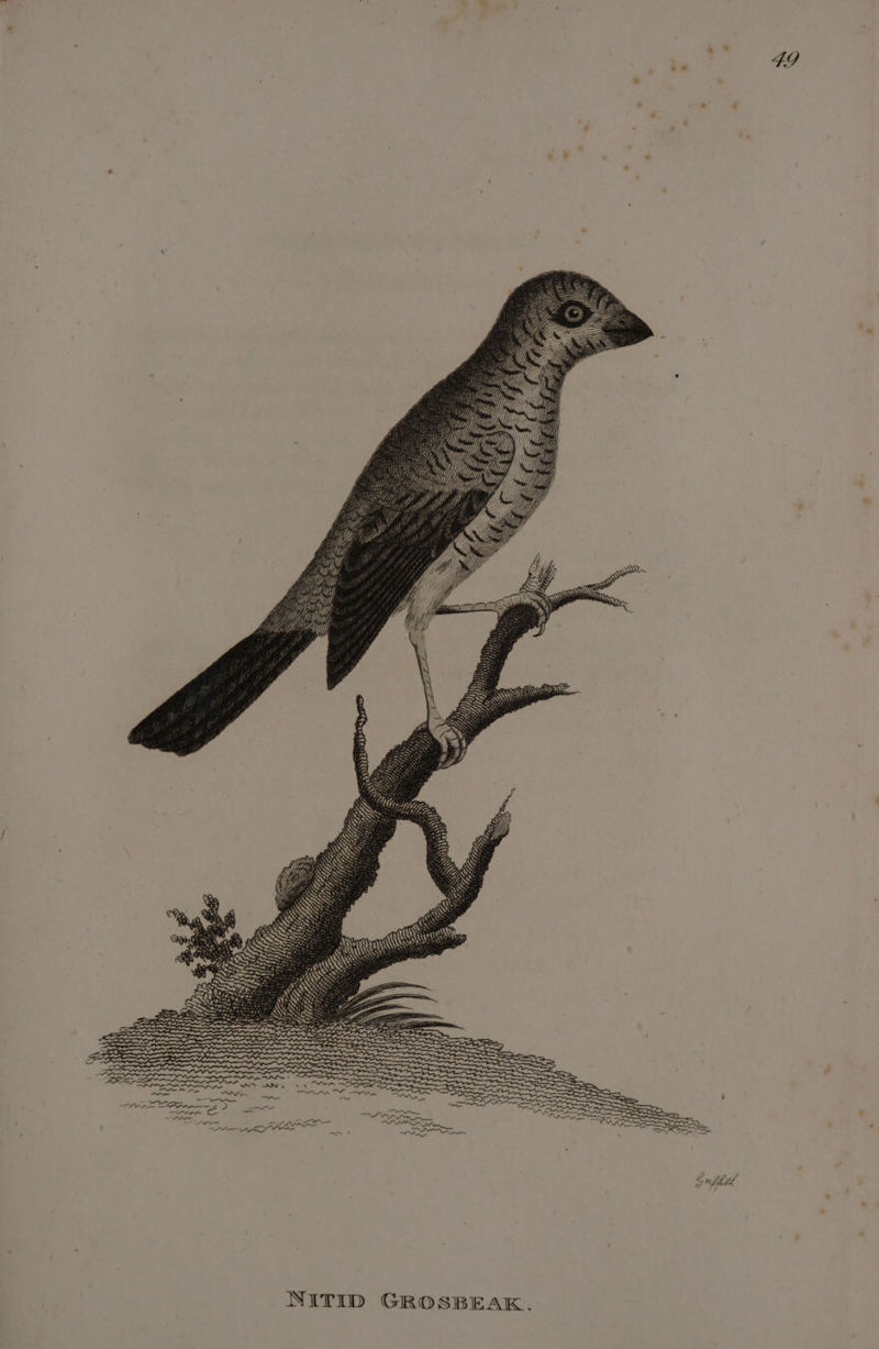 ha NITID GROSBEAK.