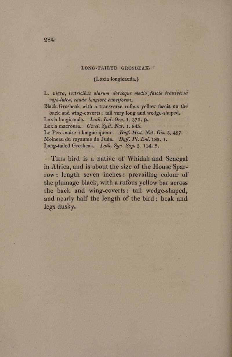 2846 LONG-TAILED GROSBEAK. (Loxia longicauda.) L. nigra, tectricibus alarum dorsoque medio fascia transversé rufo-lutea, cauda longiore cuneiformi. Black.Grosbeak with a transverse rufous yellow fascia on the back and wing-coverts ; tail very long and wedge-shaped. Loxia longicauda. Lath. Ind. Orn. 1. 373. 9. Loxia macroura, Gmel. Syst. Nat, 1. 845. Le Pere-noire 4 longue queue.. Buff. Hist. Nat. Ois. 3, 487. Moineau du royaume de Juda, Buff. Pl, Enl. 183. 1. Long-tailed Grosbeak. Lath. Syn. Sup. 3. 114. 8. - Tuts bird is a native of Whidah and Senegal in Africa, and is about the size of the House Spar- row: length seven inches: prevailing colour of the plumage black, with a rufous yellow bar across the back and wing-coverts: tail wedge-shaped, and nearly half the length of the bird: beak and legs dusky.
