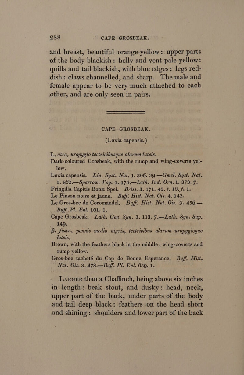 and breast, beautiful orange-yellow :: upper parts of the body blackish: belly and vent pale yellow: quills and tail blackish, with blue edges: legs red- dish : claws channelled, and sharp. The male and female appear to be very much attached to each other, and are only seen in pairs. CAPE GROSBEAK. (Loxia capensis. ) L. atra, uropygio tectricibusque alarum luteis. Dark-coloured Grosbeak, with the rump and wing-coverts yel- low. Loxia capensis. Lin. Syst. Nat. 1. 306. 39.—Gmel. Syst. Nat. 1. 862.—Sparrow. Voy. 1. 174.—Lath. Ind. Orn. 1. 373. 7. Fringilla Capitis Bone Spei. Briss. 3.171. 45. t. 16.f. 1. Le Pinson noire et jaune. Buff. Hist. Nat. Otis. 4, 142. Le Gros-bec de Coromandel, Buff. Hist. Nat. Ois. 3. 456.— Buff. Pl. Enl. 101. 1. , Cape Grosbeak. Lath. Gen. Syn. 3. 113. 7.—Lath. Syn. Sup. __ 149. | B. fusca, pennis medio nigris, tectricibus alarum uropygioque luteis. Brown, with the feathers black in the middle ; wing-coverts and rump yellow. Gros-bec tacheté du Cap de Bonne Esperance. Buff. Hist. Nat. Ois. 3. 473.— Buff. Pl. Enl. 659. 1. Lareer than a Chaffinch, being above six inches in length: beak stout, and dusky: head, neck, upper part of the back, under parts of the body and tail deep black: feathers on the head short and shining: shoulders and lower part of the back