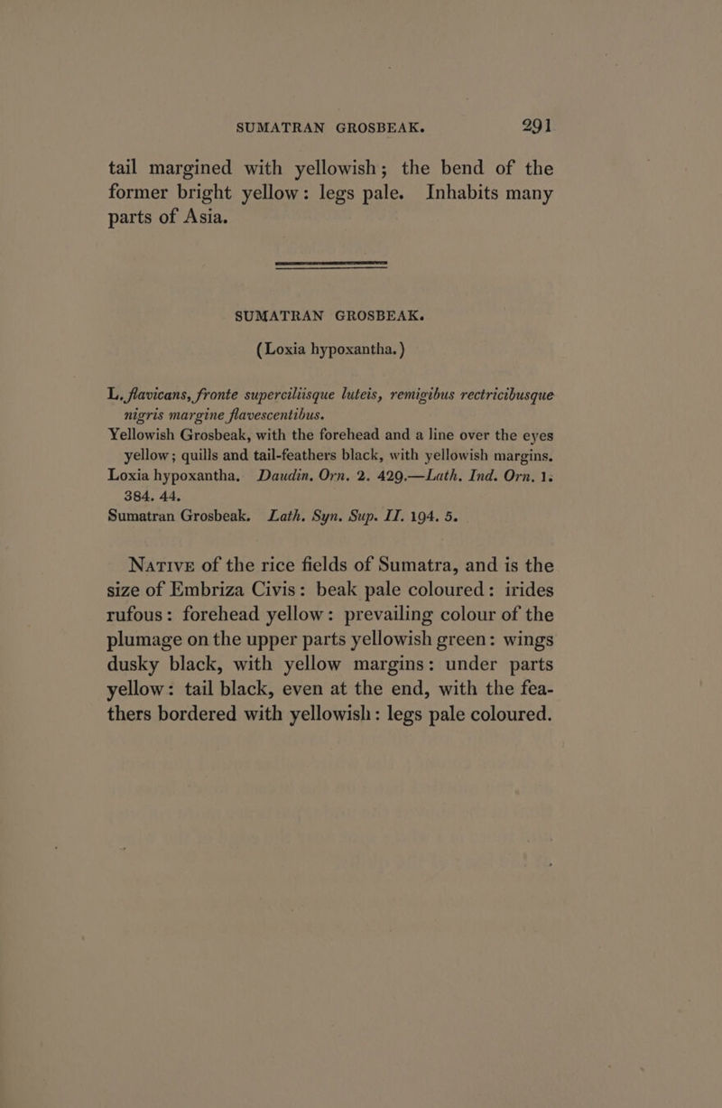 tail margined with yellowish; the bend of the former bright yellow: legs pale. Inhabits many parts of Asia. SUMATRAN GROSBEAK. (Loxia hypoxantha. ) L, flavicans, fronte superciliisque luteis, remigibus rectricibusque nigris margine flavescentibus. Yellowish Grosbeak, with the forehead and a line over the eyes yellow ; quills and tail-feathers black, with yellowish margins, Loxia hypoxantha, Daudin. Orn. 2. 429.—Lath. Ind. Orn, 1. 384. 44. Sumatran Grosbeak. Lath. Syn. Sup. II. 194. 5. Native of the rice fields of Sumatra, and is the size of Embriza Civis: beak pale coloured: irides rufous: forehead yellow: prevailing colour of the plumage on the upper parts yellowish green: wings dusky black, with yellow margins: under parts yellow: tail black, even at the end, with the fea- thers bordered with yellowish: legs pale coloured.