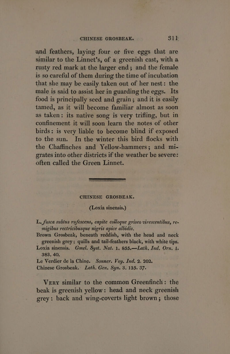 and feathers, laying four or five eggs that are similar to the Linnet’s, of a greenish cast, with a rusty red mark at the larger end; and the female is so careful of them during the time of incubation that she may be easily taken out of her nest: the male is said to assist her in guarding the eggs. Its food is principally seed and grain; and it is easily tamed, as it will become familiar almost as soon as taken: its native song is very trifling, but in confinement it will soon learn the notes of other birds: is very liable to become blind if exposed to the sun. In the winter this bird flocks with the Chaffinches and Yellow-hammers; and mi- grates into other districts if the weather be severe: often called the Green Linnet. CHINESE GROSBEAK. (Loxia sinensis.) L. fusca subtus rufescens, capite colloque griseo virescentibus, re- migibus rectricibusque nigris apice albidis. Brown Grosbeak, beneath reddish, with the head and neck _ greenish grey; quills and tail-feathers black, with white tips. Loxia sinensis. Gmel, Syst. Nat. 1. 855.—Lath, Ind. Orn, 1. 383. 40, Le Verdier de la Chine. Sonner. Voy. Ind. 2. 202. Chinese Grosbeak. Lath. Gen. Syn. 3. 135. 37. Very similar to the common Greenfinch: the beak is greenish yellow: head and neck greenish grey: back and wing-coverts light brown; those