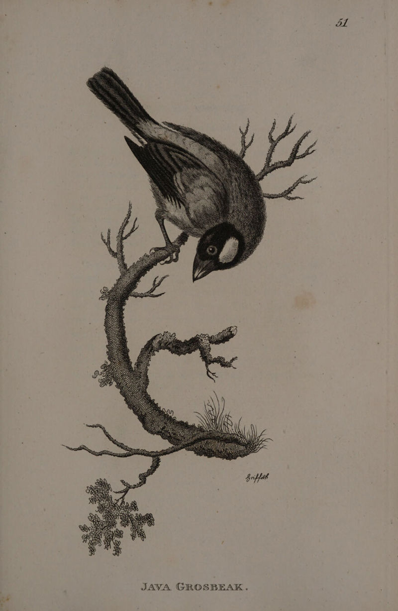 &gt; a (te SSU7? eercergrete ee COW as JAVA GROSBEAK. ad