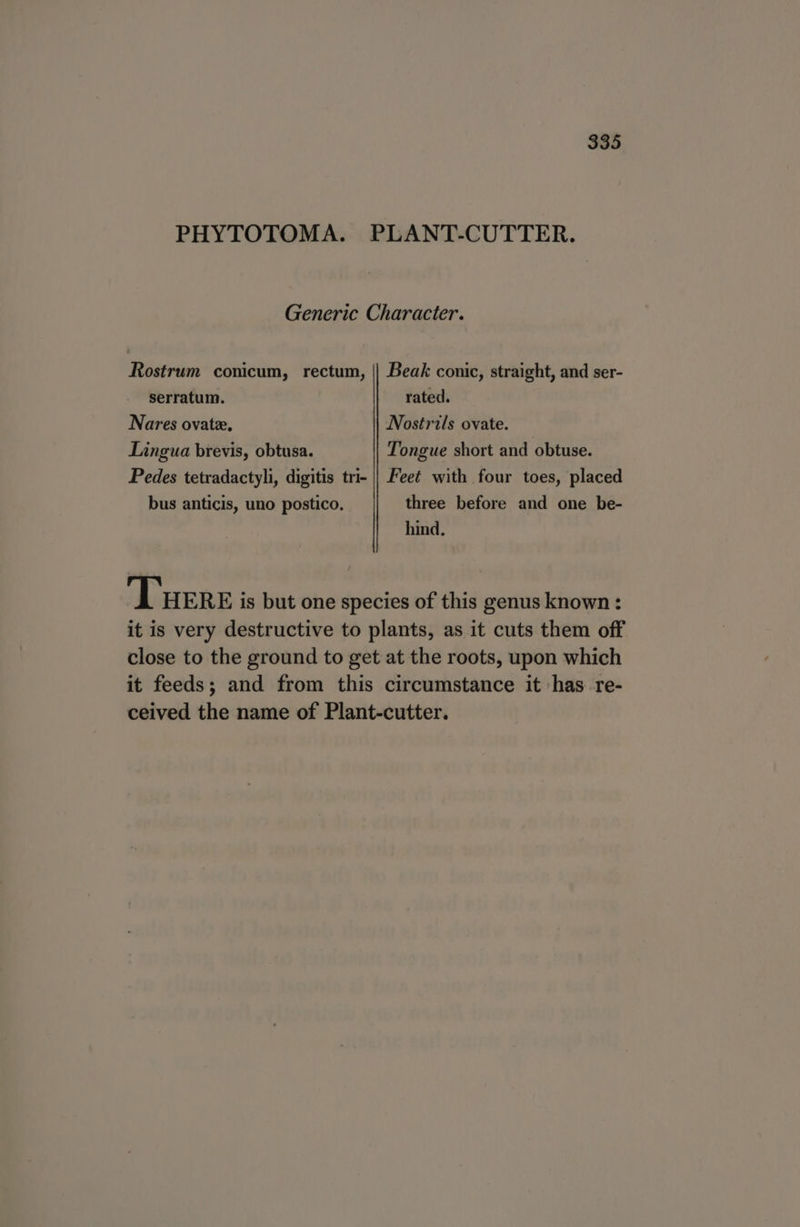 PHYTOTOMA. PLANT-CUTTER. Generic Character. Rostrum conicum, rectum, || Beak conic, straight, and ser- serratum. rated. Nares ovate. Nostrils ovate. Lingua brevis, obtusa. Tongue short and obtuse. Pedes tetradactyli, digitis tri- || Feet with four toes, placed bus anticis, uno postico, three before and one be- hind. Tuere is but one species of this genus known : it is very destructive to plants, as it cuts them off close to the ground to get at the roots, upon which it feeds; and from this circumstance it has re- ceived the name of Plant-cutter.