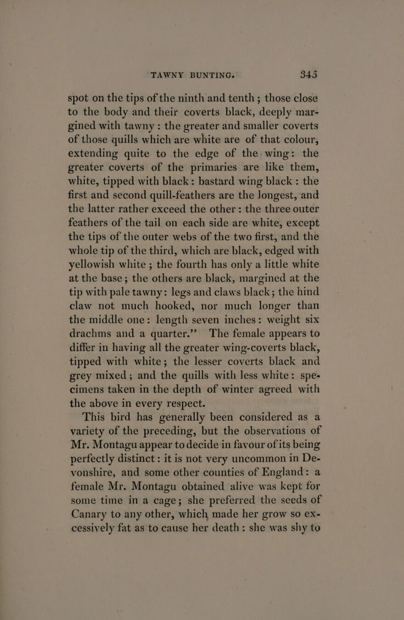 spot on the tips of the ninth and tenth ; those close to the body and their coverts black, deeply mar- gined with tawny: the greater and smaller coverts of those quills which are white are of that colour, extending quite to the edge of the wing: the greater coverts of the primaries are like them, white, tipped with black: bastard wing black : the first and second quill-feathers are the Jongest, and the latter rather exceed the other: the three outer feathers of the tail on each side are white, except the tips of the outer webs of the two first, and the whole tip of the third, which are black, edged with yellowish white ; the fourth has only a little white at the base; the others are black, margined at the tip with pale tawny: legs and claws black; the hind claw not much hooked, nor much longer than the middle one: length seven inches: weight six drachms and a quarter.” The female appears to differ in having all the greater wing-coverts black, tipped with white; the lesser coverts black and grey mixed; and the quills with less white: spe- cimens taken in the depth of winter agreed with the above in every respect. This bird has generally been considered as a variety of the preceding, but the observations of Mr. Montagu appear to decide in favour of its being perfectly distinct : it is not very uncommon in De- vonshire, and some other counties of England: a female Mr. Montagu obtained alive was kept for some time in a cage; she preferred the seeds of Canary to any other, which made her grow so ex- cessively fat as to cause her death: she was shy to
