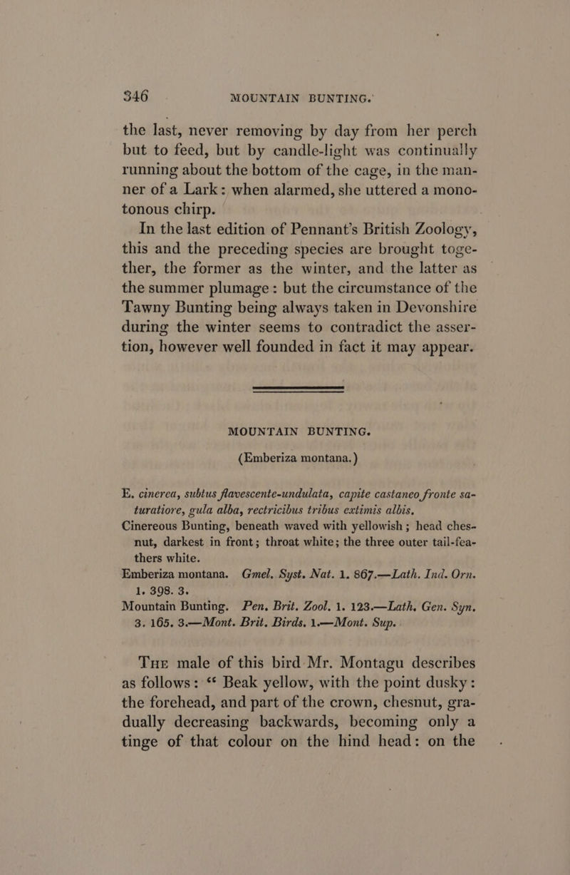 the last, never removing by day from her perch but to feed, but by candle-light was continually running about the bottom of the cage, in the man- ner of a Lark: when alarmed, she uttered a mono- tonous chirp. , In the last edition of Pennant’s British Zoology, this and the preceding species are brought toge- ther, the former as the winter, and the latter as the summer plumage: but the circumstance of the Tawny Bunting being always taken in Devonshire during the winter seems to contradict the asser- tion, however well founded in fact it may appear. MOUNTAIN BUNTING. (Emberiza montana. ) E. cinerea, subtus flavescente-undulata, capite castaneo fronte sa- turatiore, gula alba, rectricibus tribus extimis albis. Cinereous Bunting, beneath waved with yellowish ; head ches- nut, darkest in front; throat white; the three outer tail-fea- thers white. Emberiza montana. Gmel, Syst. Nat. 1. 867.—Lath. Ind. Orn. 1. 398. 3. Mountain Bunting. Pen. Brit. Zool. 1. 123.—Lath, Gen. Syn. 3. 165. 3.— Mont. Brit. Birds. 1.—Mont. Sup. . Tue male of this bird Mr. Montagu describes as follows: ‘* Beak yellow, with the point dusky: the forehead, and part of the crown, chesnut, gra- dually decreasing backwards, becoming only a tinge of that colour on the hind head: on the