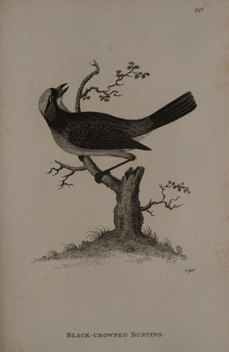 OO sa BLACK-CROWNED BUNTING.