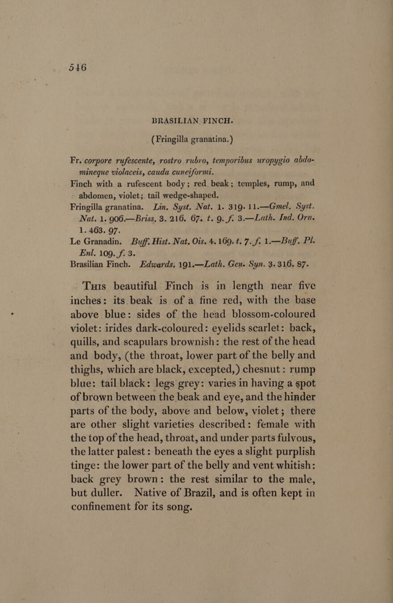 BRASILIAN. FINCH. (Fringilla granatina. ) Fr. corpore rufescente, rostro rubro, temporibus uropygio abdo- mineque violaceis, cauda cuneiformt. Finch with a rufescent body; red beak; temples, rump, and abdomen, violet; tail wedge-shaped. Fringilla granatina. Lin. Syst. Nat. 1. 319. 11.—Gmel, Syst. Nat. 1. 906.—Briss, 3. 216. 67. t. 9. f. 3.—Lath. Ind. Orn. 1. 463. 97. Le Granadin. Buff. Hist. Nat. Ois. 4.169. t. 7. f. 1.—Buf. Pi, Enl. 109. f. 3. Brasilian Finch. Edwards, 191.—Lath. Gen. Syn. 3.316. 87. Tuts beautiful Finch is in length near five inches: its. beak is of a fine red, with the base above blue: sides of the head blossom-coloured violet: irides dark-coloured: eyelids scarlet: back, quills, and scapulars brownish: the rest of the head and body, (the throat, lower part of the belly and thighs, which are black, excepted, ) chesnut: rump blue: tail black: legs grey: varies in having a spot of brown between the beak and eye, and the hinder parts of the body, above and below, violet; there are other slight varieties described: female with the top of the head, throat, and under parts fulvous, the latter palest : beneath the eyes a slight purplish tinge: the lower part of the belly and vent whitish: back grey brown: the rest similar to the male, but duller. Native of Brazil, and is often kept in confinement for its song.