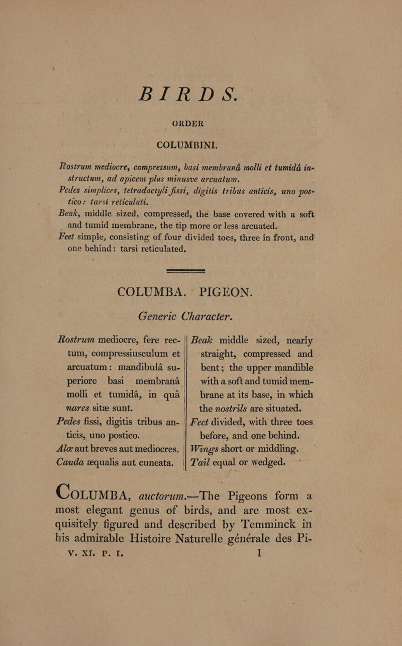 Bl RDS. _ ORDER COLUMBINI. Rostrum mediocre, compressum, basi membrand molli et tumidd in- structum, ad apicem plus minusve arcuatum. . Pedes simplices, tetradactyli fisst, digitis tribus anticis, uno pos- tico: tarsi reticulati. Beak, middle sized, compressed, the base covered with a soft _ and tumid membrane, the tip more or less arcuated. Feet simple, consisting of four divided toes, three in front, and one behind: tarsi reticulated. COLUMBA. PIGEON. Generic Character. Rostrum mediocre, fere rec- || Beak middle sized, nearly tum, compressiusculum et straight, compressed and arcuatum: mandibula su- bent; the upper mandible periore basi membrana | witha soft and tumid mem- molli et tumida, in qua | brane at its base, in which nares site sunt. the nostrils are situated. Pedes fissi, digitis tribus an- | Feet divided, with three toes ticis, uno postico. | before, and one behind. Alce aut breves aut mediocres. || Wing's short or middling. Cauda zqualis aut cuneata. || Tail equal or wedged. CoLumsa, auctorum.—The Pigeons form a most elegant genus of birds, and are most ex- quisitely figured and described by Temminck in his admirable Histoire Naturelle générale des Pi-