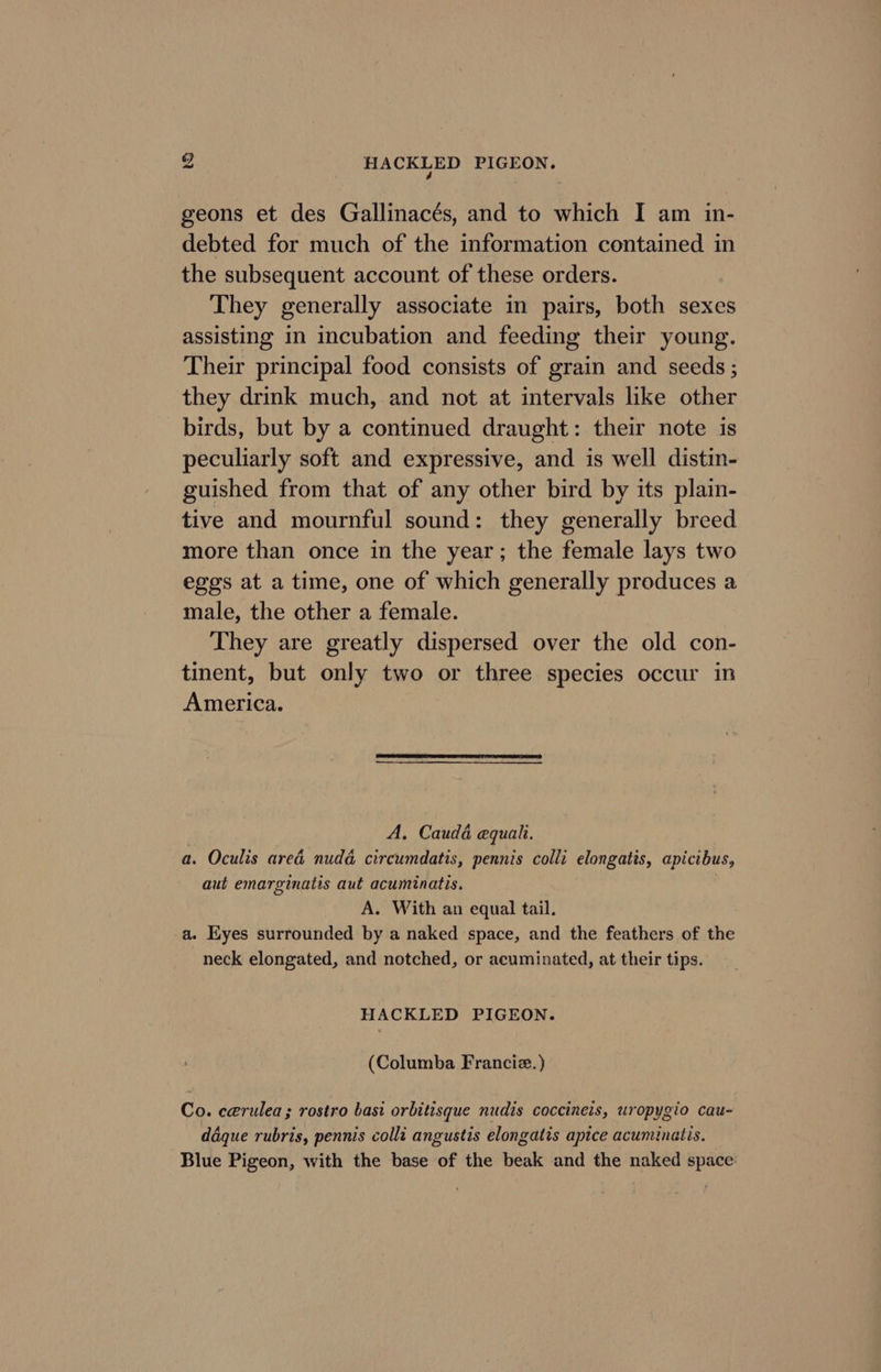 9g HACKLED PIGEON. geons et des Gallinacés, and to which I am in- debted for much of the information contained in the subsequent account of these orders. They generally associate in pairs, both sexes assisting in incubation and feeding their young. Their principal food consists of grain and seeds ; they drink much, and not at intervals like other birds, but by a continued draught: their note is peculiarly soft and expressive, and is well distin- guished from that of any other bird by its plain- tive and mournful sound: they generally breed more than once in the year; the female lays two eggs at a time, one of which generally produces a male, the other a female. They are greatly dispersed over the old con- tinent, but only two or three species occur in America. | A, Cauda equali. a. Oculis ared nuda circumdatis, pennis colli elongatis, apicibus, aut emarginatis aut acuminatis. ; A. With an equal tail. a. Eyes surrounded by a naked space, and the feathers of the neck elongated, and notched, or acuminated, at their tips. HACKLED PIGEON. (Columba Franciz.) Co. cerulea ; rostro bast orbitisque nudis coccineis, uropygio cau- ddque rubris, pennis colli angustis elongatis apice acuminatis. Blue Pigeon, with the base of the beak and the naked space