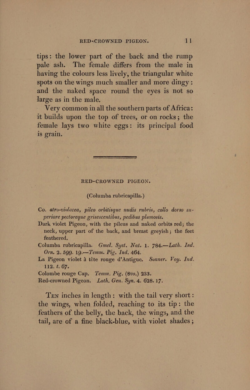 tips: the lower part of the back and the rump pale ash. The female differs from the male in having the colours less lively, the triangular white spots on the wings much smaller and more dingy : and the naked space round the eyes is not so large as in the male. Very common in all the southern parts of Africa: it builds upon the top of trees, or on rocks; the female lays two white eggs: its principal food is grain. RED-CROWNED PIGEON. (Columba rubricapilla. ) Co. atro-violacea, pileo orbitisque nudis rubris, collo dorso su- pertiore pectoreque grisescentibus, pedibus plumosis. Dark violet Pigeon, with the pileus and naked orbits red; the neck, upper part of the back, and breast greyish; the feet feathered. : Columba rubricapilla. Gmel. Syst. Nat. 1. 784.—Lath. Ind. Orn. 2. 599. 19.—Temni. Pig. Ind. 464. La Pigeon violet 4 téte rouge d’Antigue. Sunner. Voy. Ind. 112. ¢. 67. Colombe rouge Cap. Temm. Pig. (8vv.) 233. Red-crowned Pigeon. Luth. Gen. Syn. 4. 628.17. Ten inches in length: with the tail very short : the wings, when folded, reaching to its tip: the feathers of the belly, the back, the wings, and the tail, are of a fine black-blue, with violet shades ;