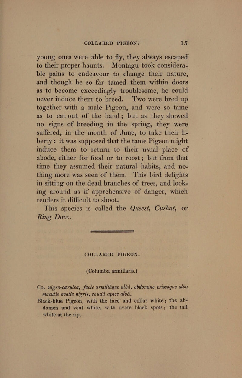 young ones were able to fly, they always escaped to their proper haunts. Montagu took considera- ble pains to endeavour to change their nature, and though he so far tamed them within doors as to become exceedingly troublesome, he could never induce them to breed. ‘Two were bred up together with a male Pigeon, and were so tame as to eat out of the hand; but as they shewed no signs of breeding in the spring, they were suffered, in the month of June, to take their l- berty : it was supposed that the tame Pigeon might induce them to return to their usual place of abode, either for food or to roost; but from that time they assumed their natural habits, and no- _ thing more was seen of them. This bird delights in sitting on the dead branches of trees, and look- ing around as if apprehensive of danger, which renders it difficult to shoot. This species is called the Queest, Cushat, or Ring Dove. COLLARED PIGEON. (Columba armillaris.) Co. nigro-carulea, facie armillaque alba, abdomine crissogue albo maculis ovatis nigris, cauda apice alba. Black-blue Pigeon, with the face and collar white; the ab- domen and vent white, with ovate black spots; the tail white at the tip.