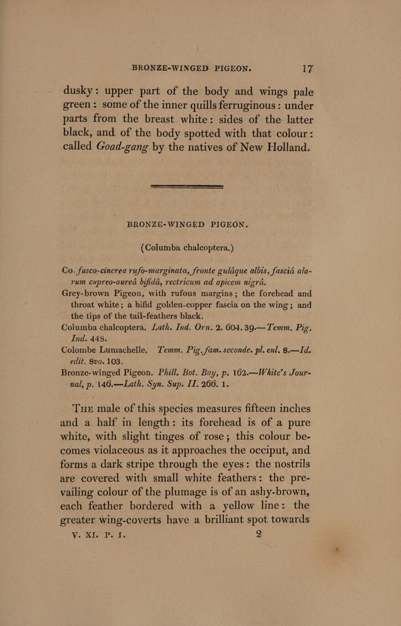 dusky: upper part of the body and wings pale green: some of the inner quills ferruginous : under parts from the breast white: sides of the latter black, and. of the body spotted with that colour: called Goad-gang by the natives of New Holland. BRONZE-WINGED PIGEON. (Columba chalcoptera.) Co. fusco-cinerea ruse -marginata, fronte guldque albis, fascia ala- rum cupreo-aured bifida, rectricum ad apicem nigra. Grey-brown Pigeon, with rufous margins; the forehead and throat white; a bifid golden-copper fascia on the wing ; and the tips of the tail-feathers black. Columba chalcoptera, Lath. Ind. Orn. 2. 604.39.—Temm, Pig. Ind. 448. Colombe Lumachelle, Temm. Pig. fam. seconde. pl. enl. 8.—Id. edit. 8v0. 103. Bronze- winged Pigeon. Pill. Bot. Bay, p. 162. weil Pik nal, p. 146.—Lath. Syn. Sup. II. 266. 1. Bits male of this species measures fifteen inches and a half in length: its forehead is of a pure white, with slight tinges of rose; this colour be- comes violaceous as it approaches the occiput, and forms a dark stripe through the eyes: the nostrils are covered with small white feathers: the pre- vailing colour of the plumage is of an ashy-brown, each feather bordered with a yellow line: the greater wing-coverts have a brilliant spot towards Vv. XI. P. I. 2