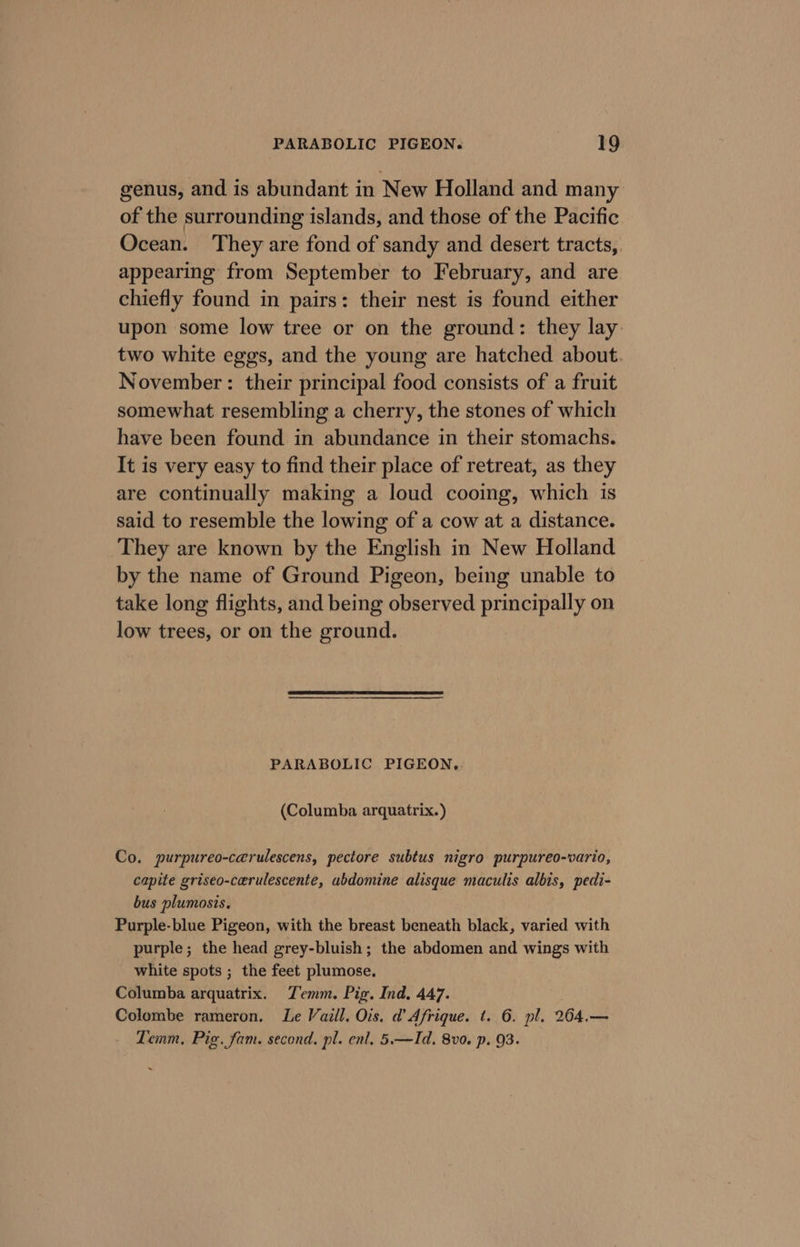 genus, and is abundant in New Holland and many of the surrounding islands, and those of the Pacific Ocean. They are fond of sandy and desert tracts, appearing from September to February, and are chiefly found in pairs: their nest is found either upon some low tree or on the ground: they lay: two white eggs, and the young are hatched about. November: their principal food consists of a fruit somewhat resembling a cherry, the stones of which have been found in abundance in their stomachs. It is very easy to find their place of retreat, as they are continually making a loud cooing, which is said to resemble the lowing of a cow at a distance. They are known by the English in New Holland by the name of Ground Pigeon, being unable to take long flights, and being observed principally on low trees, or on the ground. PARABOLIC PIGEON, (Columba arquatrix.) Co. purpureo-carulescens, pectore subtus nigro purpureo-vario, capite griseo-cerulescente, abdomine alisque maculis albis, pedi- bus plumosis. Purple-blue Pigeon, with the breast beneath black, varied with purple; the head grey-bluish; the abdomen and wings with white spots ; the feet plumose. Columba arquatrix. Temm. Pig. Ind. 447. Colombe rameron. Le Vaill. Ois. d’ Afrique. t. 6. pl. 264.— Temm, Pig. fam. second. pl. enl. 5.—Id. 80. p. 93. ~