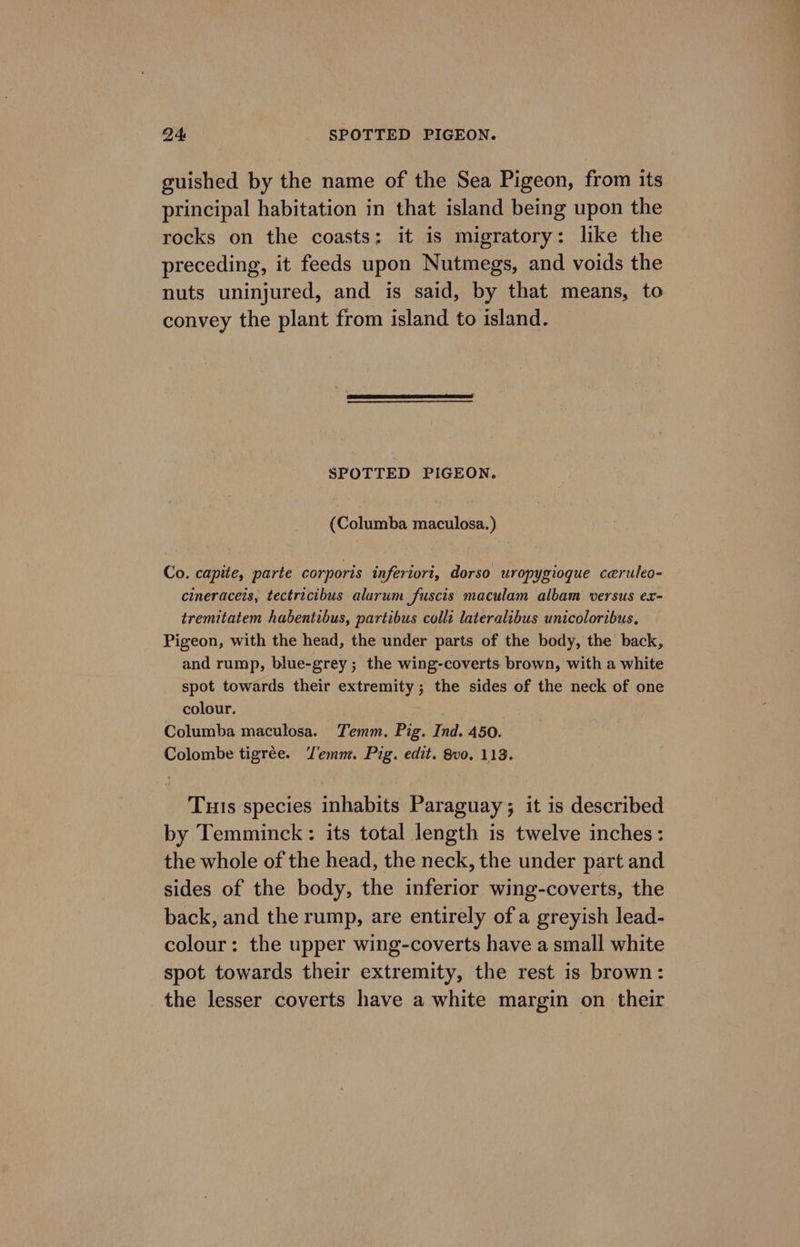 guished by the name of the Sea Pigeon, from its principal habitation in that island being upon the rocks on the coasts: it is migratory: like the preceding, it feeds upon Nutmegs, and voids the nuts uninjured, and is said, by that means, to convey the plant from island to island. SPOTTED PIGEON. (Columba maculosa.) Co. capite, parte corporis inferiori, dorso uropygioque ceruleo- cineraceis, tectricibus alarum fuscis maculam albam versus ex- tremitatem habentibus, partibus colli lateralibus unicoloribus, Pigeon, with the head, the under parts of the body, the back, and rump, blue-grey; the wing-coverts brown, with a white spot towards their extremity ; the sides of the neck of one colour. Columba maculosa. Temm. Pig. Ind. 450. Colombe tigrée. Temm. Pig. edit. 8vo. 113. Tuts species inhabits Paraguay; it is described by Temminck: its total length is twelve inches: the whole of the head, the neck, the under part and sides of the body, the inferior wing-coverts, the back, and the rump, are entirely of a greyish lead- colour: the upper wing-coverts have a small white spot towards their extremity, the rest is brown: the lesser coverts have a white margin on their