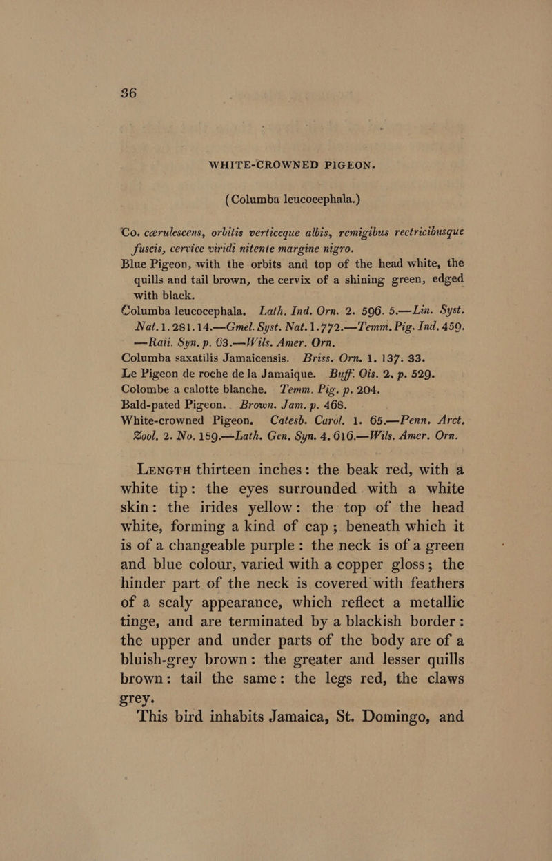 WHITE-CROWNED PIGEON. (Columba leucocephala.) Co. cerulescens, orbitis verticeque albis, remigibus rectricibusque fuscis, cervice viridi nitente margine nigro. Blue Pigeon, with the orbits and top of the head white, the quills and tail brown, the cervix of a shining green, edged with black. Columba leucocephala. Lath. Ind. Orn. 2. 596. 5.—Lin. Syst. Nat.1.281.14.—Gmel. Syst. Nat.1.772.—Temm, Pig. Ind. 459. —Raii. Syn. p. 63.—Wils. Amer. Orn. Columba saxatilis Jamaicensis. Briss. Orn. 1. 137. 33. Le Pigeon de roche dela Jamaique. Buff: Qis. 2, p. 529. Colombe a calotte blanche. Temm. Pig. p. 204. Bald-pated Pigeon.. Brown. Jam. p. 468. White-crowned Pigeon. Catesb. Curol. 1. 65.—Penn. Arct. Zool, 2. Nv. 189.—Lath. Gen. Syn. 4.616.—Wils. Amer. Orn. Lenerta thirteen inches: the beak red, with a white tip: the eyes surrounded .with a white skin: the irides yellow: the top of the head white, forming a kind of cap ;. beneath which it is of a changeable purple: the neck is of a green and blue colour, varied with a copper gloss; the hinder part of the neck is covered with feathers of a scaly appearance, which reflect a metallic tinge, and are terminated by a blackish border : the upper and under parts of the body are of a bluish-grey brown: the greater and lesser quills brown: tail the same: the legs red, the claws grey. | This bird inhabits Jamaica, St. Domingo, and