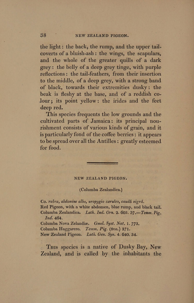 the light: the back, the rump, and the upper tail- coverts of a bluish-ash: the wings, the scapulars, and the whole of the greater quills of a dark grey: the belly of a deep grey tinge, with purple reflections: the tail-feathers, from their insertion to the middle, of a deep grey, with a strong band of black, towards their extremities dusky: the beak is fleshy at the base, and of a reddish co- Jour; its point yellow: the irides and the feet deep red. This species frequents the low grounds and the cultivated parts of Jamaica: its principal nou- rishment consists of various kinds of grain, and it is particularly fond of the coffee berries: it appears to be spread over all the Antilles : greatly esteemed for food. NEW ZEALAND PIGEON. (Columba Zealandica.) Co. rubra, abdomine albo, uropygio ceruleo, caudé nigra. Red Pigeon, with a white abdomen, blue rump, and black tail. Columba Zealandica. Lath. Ind. Orn. 2. 603. 37.—Temm. Pig, ' Ind. 464. Columba Nova Zelandize. Gmel. Syst. Nat. 1.773. Columba Haggarero. Temm. Pig. (8vo.) 371. New Zealand Pigeon. Lath. Gen. Syn. 4. 640. 34. . Tuts species is a native of Dusky Bay, New Zealand, and is called by the inhabitants the