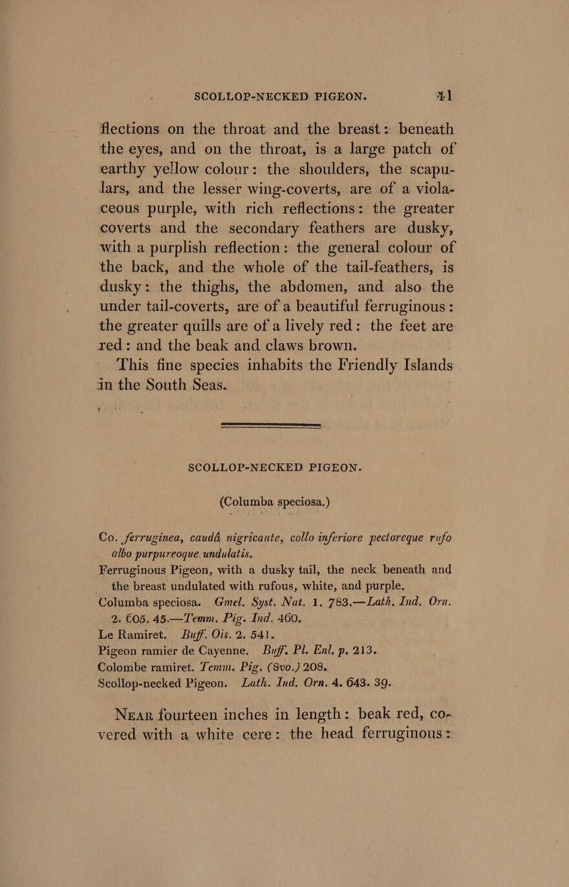 flections on the throat and the breast: beneath the eyes, and on the throat, is a large patch of earthy yellow colour: the shoulders, the scapu- lars, and the lesser wing-coverts, are of a viola- ceous purple, with rich reflections: the greater coverts and the secondary feathers are dusky, with a purplish reflection: the general colour of the back, and the whole of the tail-feathers, is dusky: the thighs, the abdomen, and also. the under tail-coverts, are of a beautiful ferruginous : the greater quills are ofa lively red: the feet are red: and the beak and claws brown. This fine species inhabits the Friendly Telorids in the South Seas. z SCOLLOP-NECKED PIGEON. (Columba speciosa. ) Co. ferruginea, caudé nigricante, collo inferiore pectoreque rufo albo purpureoque. undulatis. Ferruginous Pigeon, with a dusky tail, the neck beneath and the breast undulated with rufous, white, and purple. Columba speciosa. Gmel. Syst. Nat. 1, 783,—Lath, Ind, Orn. 2. €05. 45.—Temm. Pig. Ind. 460. Le Ramiret. Buff. Ois. 2. 541. Pigeon ramier de Cayenne. Buff. Pl. Enl. p. 213. Colombe ramiret. Temm. Pig. (8vo.) 208. Scollop-necked Pigeon. Lath. Ind, Orn, 4. 643. 39. NEAR fourteen inches in length: beak red, co- vered with a white cere: the head ferruginous: