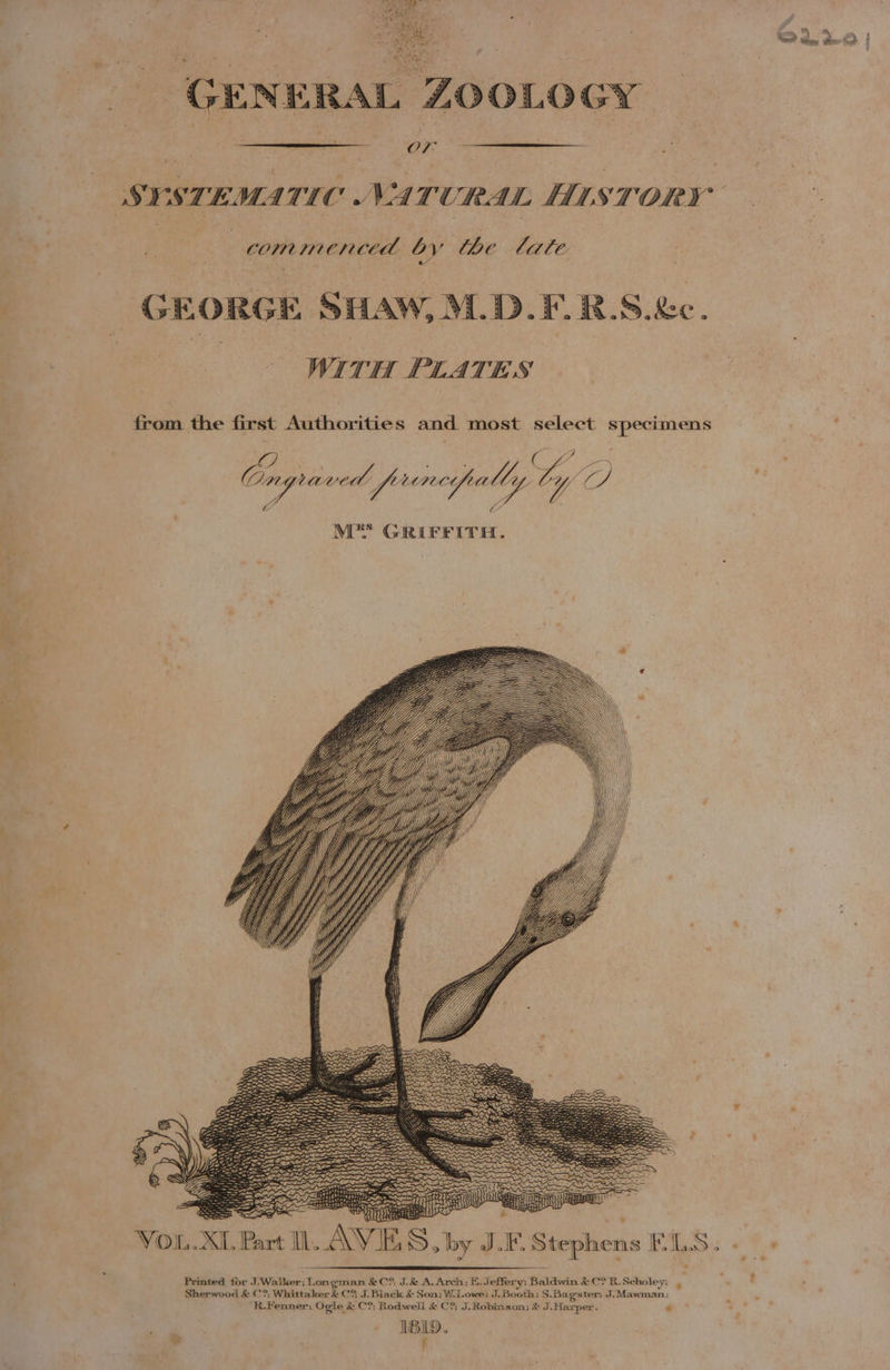 _ GENERAL ZOOLOGY OF SYSTEMATIC NATURAL HISTORY | | com menced by the late | GEORGE SHAW, M.D.F.R.S.&amp;c. | WITH PLATES from the first Authorities and most select specimens On Lean frnres me i A C2 ‘ eA 7 F iB L M** GRIFFITH. =S SZ SSS SSX SSSA SS —— = | Part Ib. AYE, S, by JE Stephens BLS: - f : VOL.XI. Printed for J-Waiker; Longman &amp;C°, J.&amp; A. Arch; E. Jeffery: Baldwin &amp; C? R. Scholey: Sherwood &amp; C?; Whittaker &amp; C? J. Black &amp; Son; W. Lowe; J. Booth; S.Bagster; J. Mawman ; R.Fenner; Ogle &amp; C?; Rodwell &amp; C?; J. Robinson; &amp; J.Harper. . ISB19.