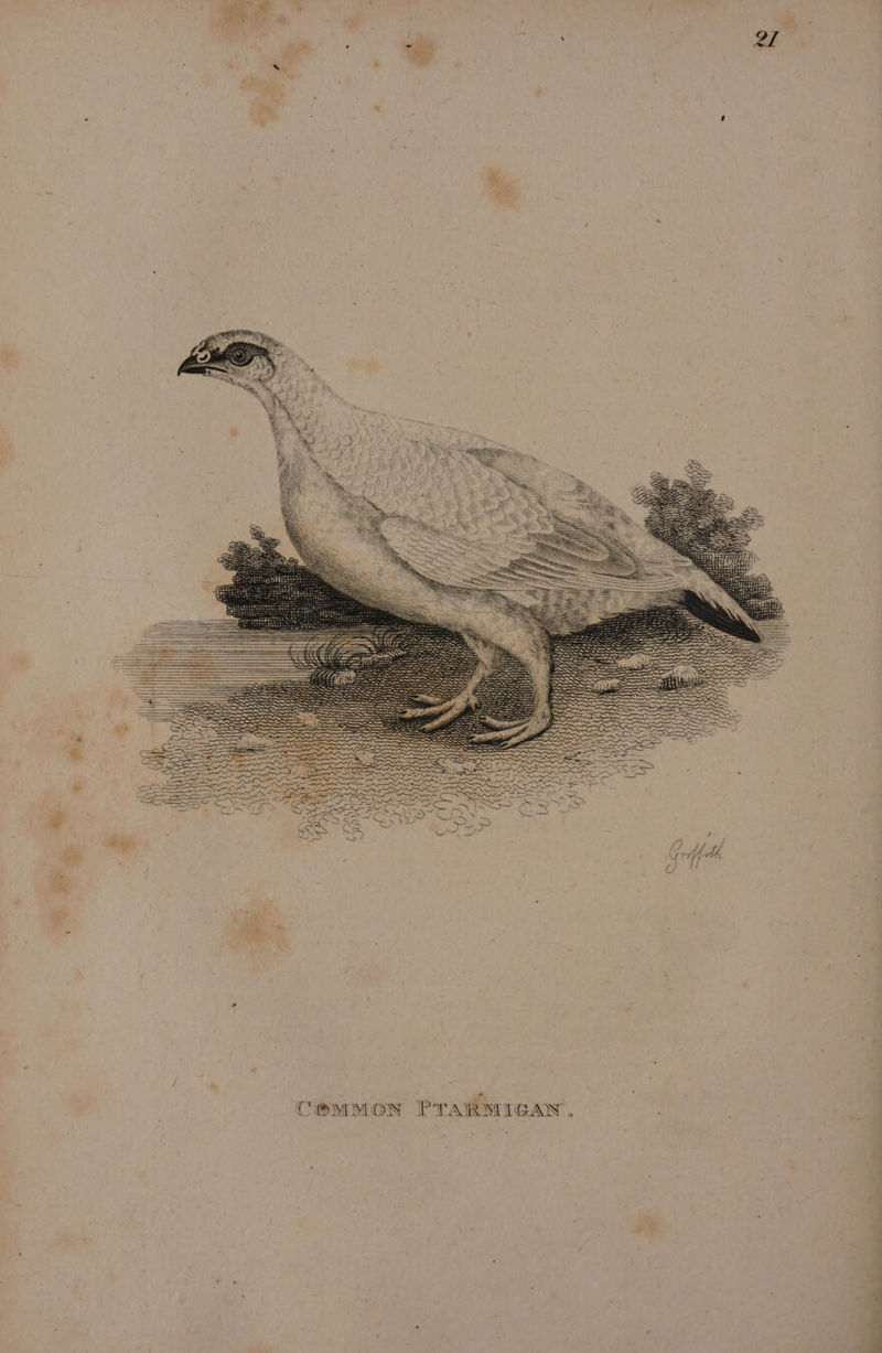 es + | qc “ = ®&amp; Ny } ( ; IMON PTARMIGAN
