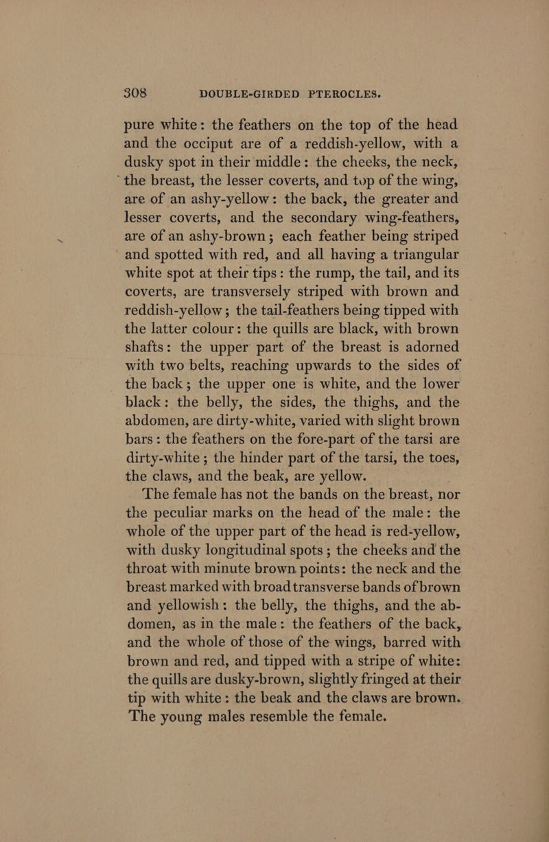 pure white: the feathers on the top of the head and the occiput are of a reddish-yellow, with a dusky spot in their middle: the cheeks, the neck, the breast, the lesser coverts, and top of the wing, are of an ashy-yellow: the back, the greater and lesser coverts, and the secondary wing-feathers, are of an ashy-brown; each feather being striped and spotted with red, and all having a triangular white spot at their tips: the rump, the tail, and its coverts, are transversely striped with brown and | reddish-yellow ; the tail-feathers being tipped with the latter colour: the quills are black, with brown shafts: the upper part of the breast is adorned with two belts, reaching upwards to the sides of the back; the upper one is white, and the lower black: the belly, the sides, the thighs, and the abdomen, are dirty-white, varied with slight brown bars: the feathers on the fore-part of the tarsi are dirty-white ; the hinder part of the tarsi, the toes, the claws, and the beak, are yellow. The female has not the bands on the breast, nor the peculiar marks on the head of the male: the whole of the upper part of the head is red-yellow, with dusky longitudinal spots ; the cheeks and the throat with minute brown points: the neck and the breast marked with broad transverse bands of brown and yellowish: the belly, the thighs, and the ab- domen, as in the male: the feathers of the back, and the whole of those of the wings, barred with brown and red, and tipped with a stripe of white: the quills are dusky-brown, slightly fringed at their tip with white: the beak and the claws are brown. The young males resemble the female.