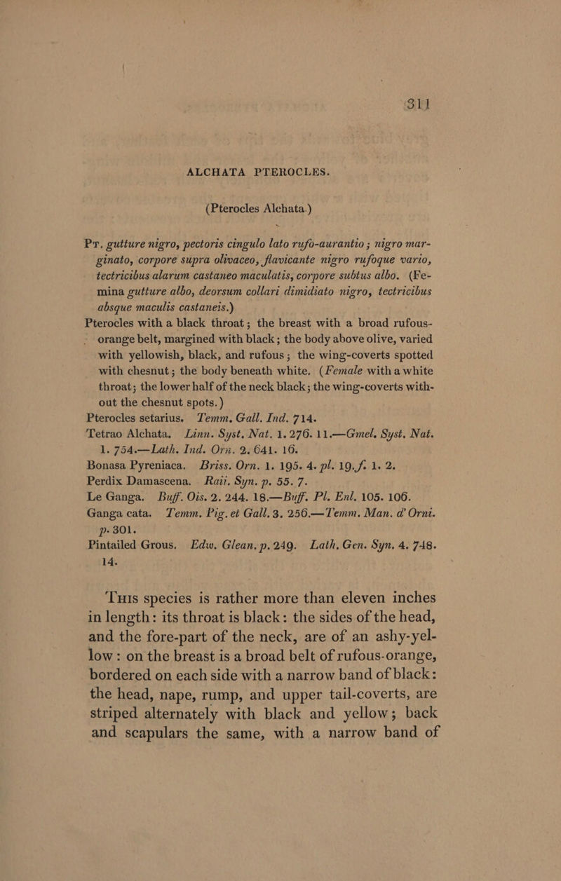 ALCHATA PTEROCLES. (Pterocles Alchata.) x. Pr. gutture nigro, pectoris cingulo lato rufo-aurantio ; nigro mar- ginato, corpore supra olivaceo, flavicante nigro rufoque vario, tectricibus alarum castaneo maculatis, corpore subtus albo. (Fe- mina gutture albo, deorsum collari dimidiato nigro, tectricibus absque maculis castaneis.) Pterocles with a black throat; the breast with a broad rufous- - orange belt, margined with black; the body above olive, varied with yellowish, black, and rufous; the wing-coverts spotted with chesnut; the body beneath white. (Female with a white throat; the lower half of the neck black; the wing-coverts with- out the chesnut spots. ) Pterocles setarius. Jemm. Gall. Ind. 714. Tetrao Alchata, Linn. Syst. Nat. 1.276. 11.—Gmel. Syst. Nat. 1. 754.—Lath. Ind. Orn. 2. G41. 16. Bonasa Pyreniaca. Briss. Orn. 1. 195. 4. pl. 19. f. 1. 2. Perdix Damascena. Razz, Syn. p. 55. 7. Le Ganga. Buff. Ois. 2.244. 18.—Buff. Pl. Enl, 105. 106. Ganga cata. Temm. Pig. et Gall, 3. 250.—Temm. Man. @ Orn. p- 301. Pintailed Grous. Edw. Glean.p.249. Lath, Gen. Syn, 4. 748. 14. Tus species is rather more than eleven inches in length: its throat is black: the sides of the head, and the fore-part of the neck, are of an ashy-yel- low : on the breast is a broad belt of rufous-orange, bordered on each side with a narrow band of black: the head, nape, rump, and upper tail-coverts, are striped alternately with black and yellow; back and scapulars the same, with a narrow band of