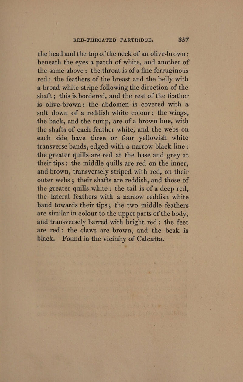 the head and the top of the neck of an olive-brown: beneath the eyes a patch of white, and another of the same above: the throat is of a fine ferruginous red: the feathers of the breast and the belly with a broad white stripe following the direction of the shaft ; this is bordered, and the rest of the feather is olive-brown: the abdomen is covered with a soft down of a reddish white colour: the wings, the back, and the rump, are of a brown hue, with the shafts of each feather white, and the webs on each side have three or four yellowish white transverse bands, edged with a narrow black line: the greater quills.are red at the base and grey at their tips: the middle quills are red on the inner, and brown, transversely striped with red, on their outer webs; their shafts are reddish, and those of the greater quills white: the tail is of a deep red, the lateral feathers with a narrow reddish white band towards their tips; the two middle feathers are similar in colour to the upper parts of the body, and transversely barred with bright red: the feet are red: the claws are brown, and the beak is black. Found in the vicinity of Calcutta.