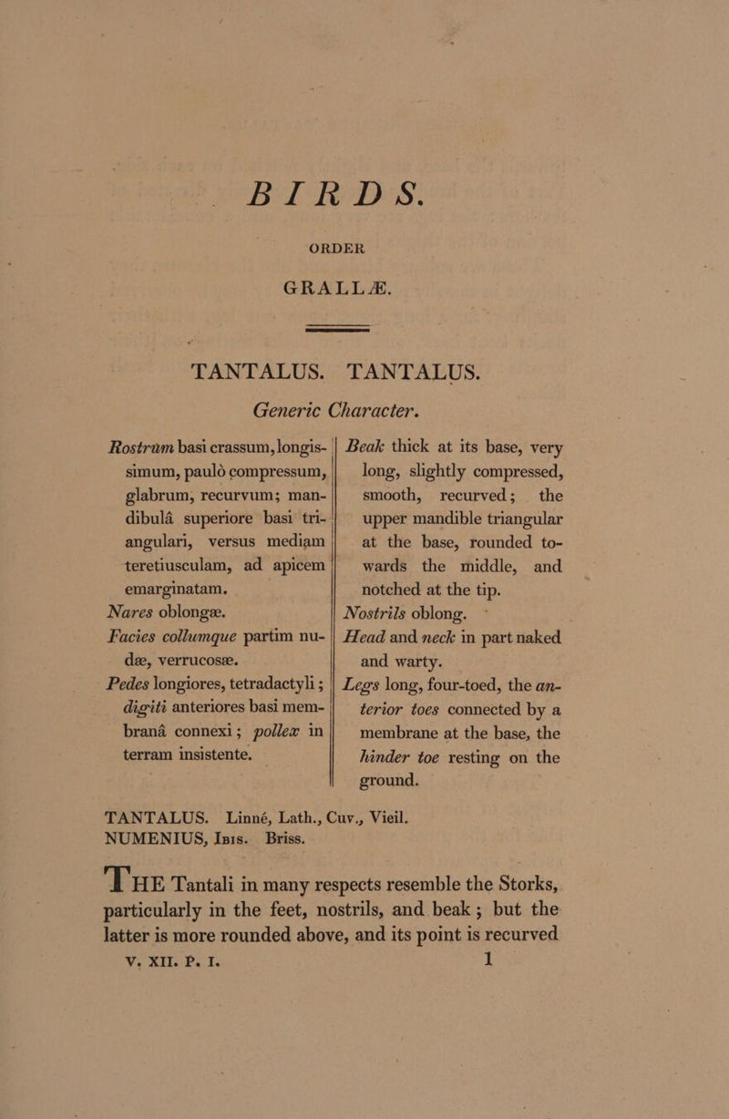 ORDER GRALLA. TANTALUS. TANTALUS. Generic Character. Beak thick at its base, very long, slightly compressed, Rostrum basi crassum, longis- | simum, paulo compressum, glabrum, recurvum; man- dibula superiore basi tri- angulari, versus mediam teretiusculam, ad apicem emarginatam. smooth, recurved; the upper mandible triangular at the base, rounded to- wards the middle, and notched at the tip. | Nares oblong. Nostriis oblong. | Facies collumque partim nu- | Head and neck in part naked dae, verrucose. and warty. _ Pedes \ongiores, tetradactyli; || Legs long, four-toed, the an- digitt anteriores basi mem- terior toes connected by a membrane at the base, the hinder toe resting on the ground. brand connexi; pollex in terram insistente. TANTALUS. Linné, Lath., Cuv., Vieil. NUMENIUS, Isis. _ Briss. Tue Tantali in many respects resemble the Storks, particularly in the feet, nostrils, and beak ; but the latter is more rounded above, and its point is recurved