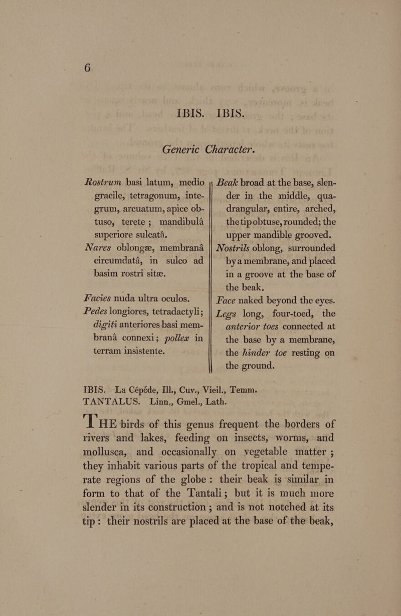 IBIS. IBIS. Generic Character. Rostrum basi latum, medio , Beak broad at the base, slen- der in the middle, qua- drangular, entire, arched, gracile, tetragonum, inte- grum, arcuatum, apice ob- tuso, terete; mandibula superiore sulcata. Nares oblongee, membrana circumdata, in sulco ad basim rostri sitee. Facies nuda ultra oculos. digitt anteriores basi mem- brana connexi; pollex in terram insistente, the tip obtuse, rounded; the upper mandible grooved. Nostrils oblong, surrounded bya membrane, and placed in a groove at the base of the beak. Face naked beyond the eyes. Legs long, four-toed, the anterior toes connected at the base by a membrane, the hinder toe resting on the ground. IBIS. La Cépéde, Ill., Cuv., Vieil., Temm. TANTALUS. Linn., Gmel., Lath. THE birds: of this genus frequent the borders of rivers and lakes, feeding on insects, worms, and mollusca, and occasionally on vegetable matter ; they inhabit various parts of the tropical and tempe- rate regions of the globe: their beak is similar in form to that of the Tantali; but it is much more slender in its construction ; and is not notched at its tip: their nostrils are placed at the base of the beak,