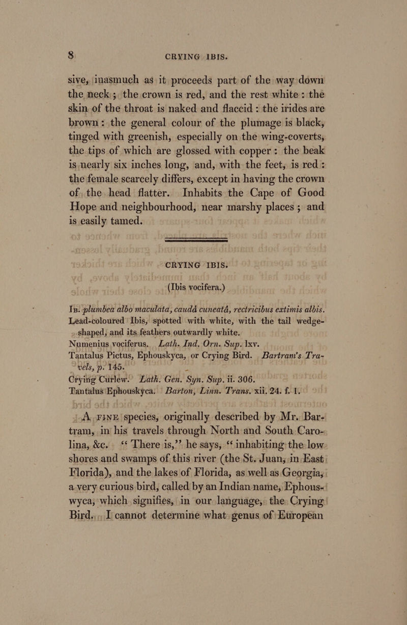 sive, inasmuch as it proceeds part of the way down the neck; the crown is red, and the rest white: the skin. of the throat is naked and flaccid : the irides are brown: the general colour of the plumage is black, tinged with greenish, especially on the wing-coverts, the tips of which are glossed with copper: the beak is nearly six inches long, and, with the feet, is red : the female scarcely differs, except in having the crown . of, the head flatter. Inhabits the Cape of Good Hope and neighbourhood, near marshy places ; and is easily tamed. CRYING IBIS. (Ibis vocifera.) In. plumbea albo maculata, caudd cuneata, rectricibus extimis albis. Lead-coloured Ibis, spotted with white, with the tail wedge- . shaped, and its feathers outwardly white. Numenius vociferus. Lath. Ind. Orn. Sup. |xv. Tantalus Pictus, Ephouskyca, or Crying Bird. Bartram’s Tra- “wels, p. 145. i Crying Curlew. Lath. Gen. Syn. Sup. ii. 306. Tantalus’ Ephouskyca. Barton, Linn. Trans. xii. 24. f. 1. | A. FINE ‘species, originally described by Mr. Bar- tram, in his travels through North and South Caro- lina, &amp;c. ‘‘ There is,’’ he says, ‘‘ inhabiting the low shores and swamps of this river (the St. Juan; in Kast Florida), and the lakes of Florida, as well. as Georgia; a-very curious bird, called by an Indian name, Ephous~' wyca; which. signifies, i our language, the: Crying Bird... I cannot determine what. genus of European