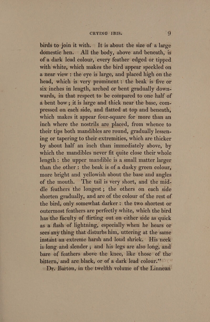 birds to join it with. It is about the size of a large domestic hen. All the body, above and beneath, is of a dark lead colour, every feather edged or tipped with white, which makes the bird appear speckled on a near view : the eye is large, and placed high on the head, which is very prominent : the beak is five or six inches in length, arched or bent gradually down- wards, in that respect to be compared to one half of a bent bow; it is large and thick near the base, com- pressed on each side, and flatted at top and beneath, which makes it appear four-square for more than an inch where the nostrils are placed, from whence to their tips both mandibles are round, gradually lessen- ing or tapering to their extremities, which are thicker by about half an inch than immediately above, by which the mandibles never fit quite close their whole length: the upper mandible is a small matter larger than the other: the beak is of a dusky green colour, more bright and yellowish about the base and angles of the mouth. ‘The tail is very short, and the mid- dle feathers the longest; the others on each side shorten gradually, and are of the colour of the rest of the bird, only somewhat darker: the two shortest or outermost feathers are perfectly white, which the bird has the faculty of flirting out on either side as quick as a flash of lightning, especially when he hears or sees any thing that disturbs him, uttering at the same instant’ an extreme harsh and loud shriek. His neck is long and slender ; and his legs are also long, and bare of feathers above the knee, like those’ of the bittern, and are black, or of a dark lead colour.’’ Dre Barton, in the twelfth volume of the Linnean